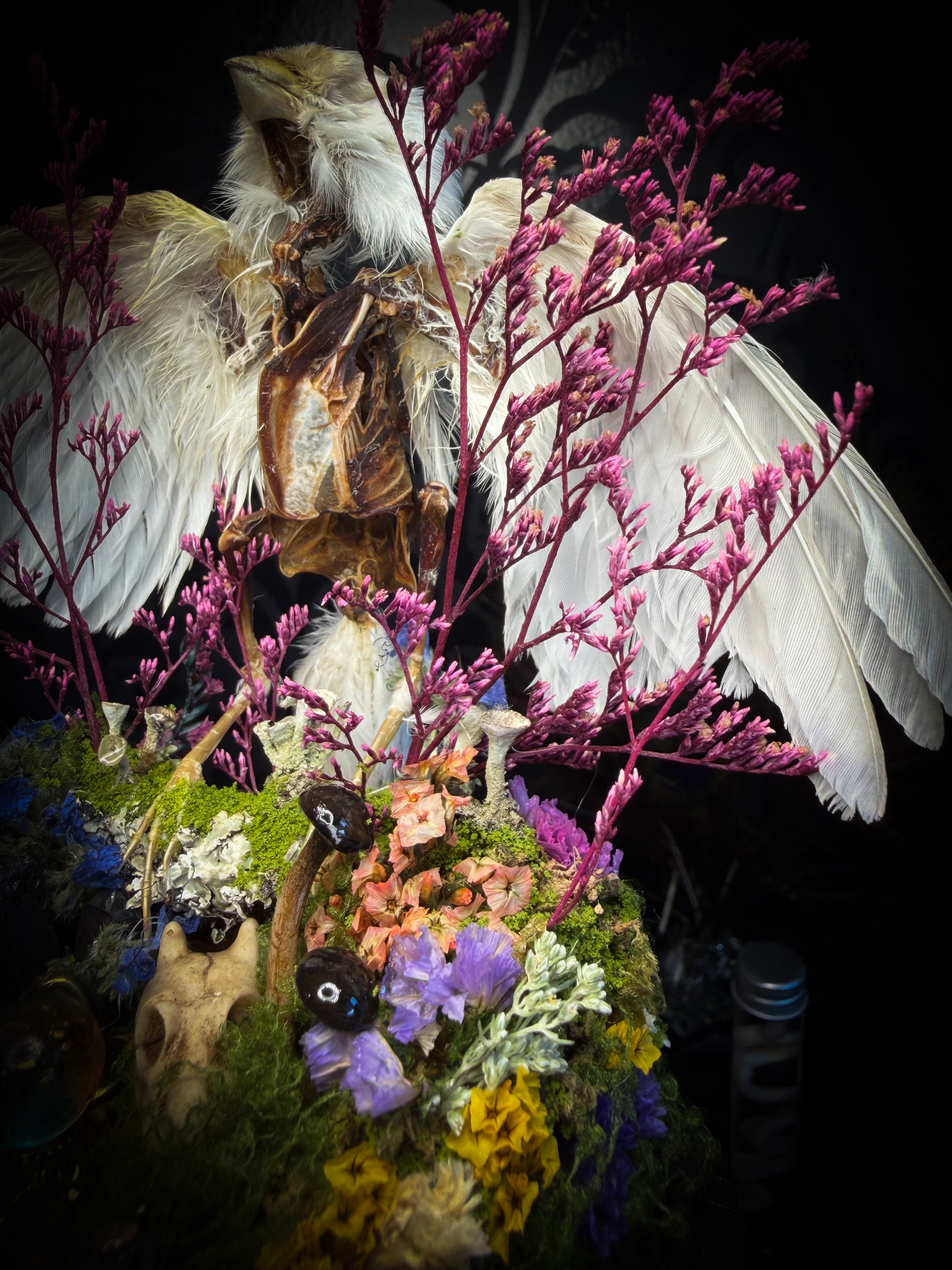 Inter Prata Fabulosa — handmade whimsical glass dome with mummified canary, crystal orb, dragon skull, wizard's hat, rolled scrolls and botanical arrangement. Morbid Oddities.