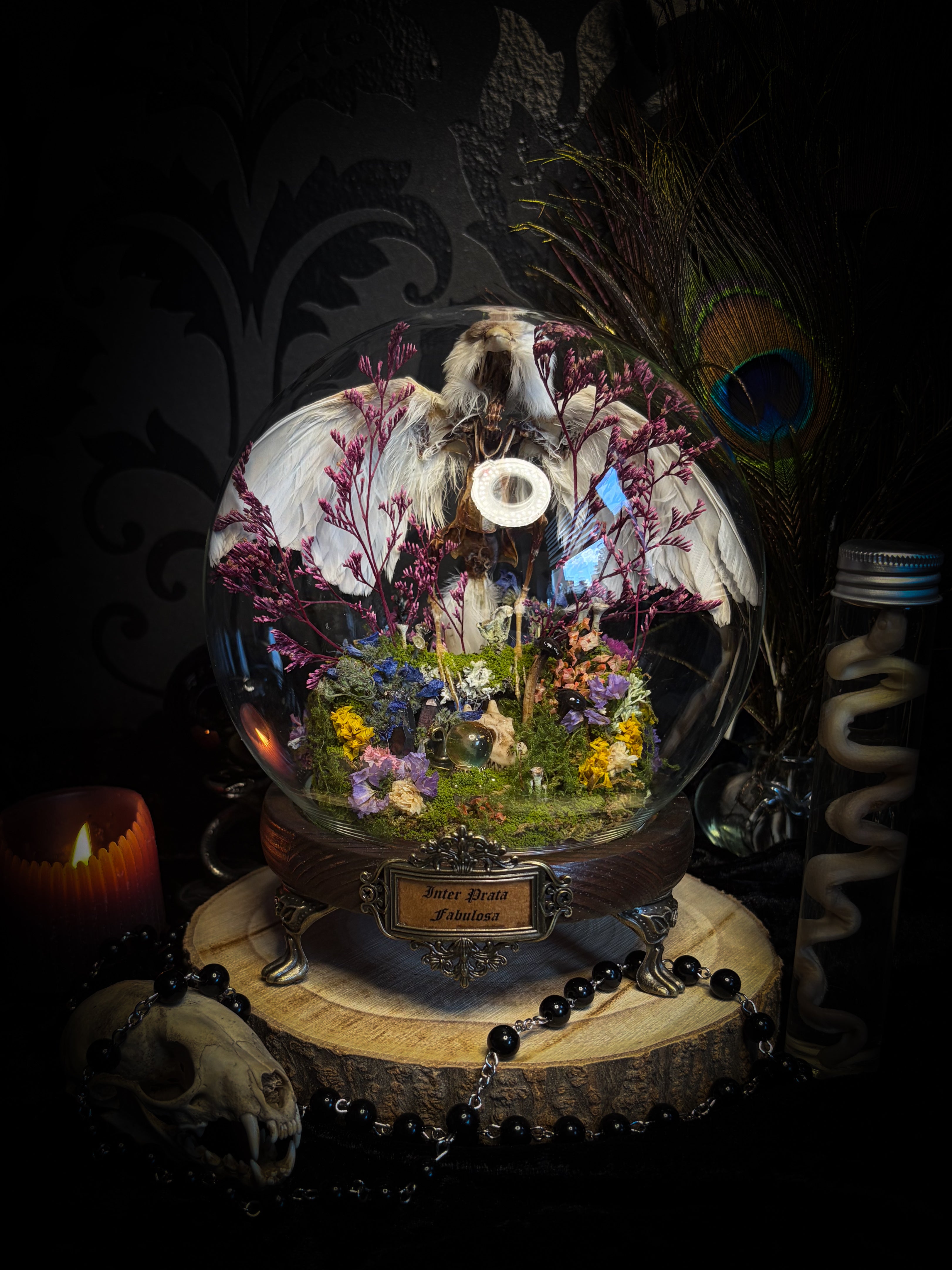 Inter Prata Fabulosa — handmade whimsical glass dome with mummified canary, crystal orb, dragon skull, wizard's hat, rolled scrolls and botanical arrangement. Morbid Oddities.