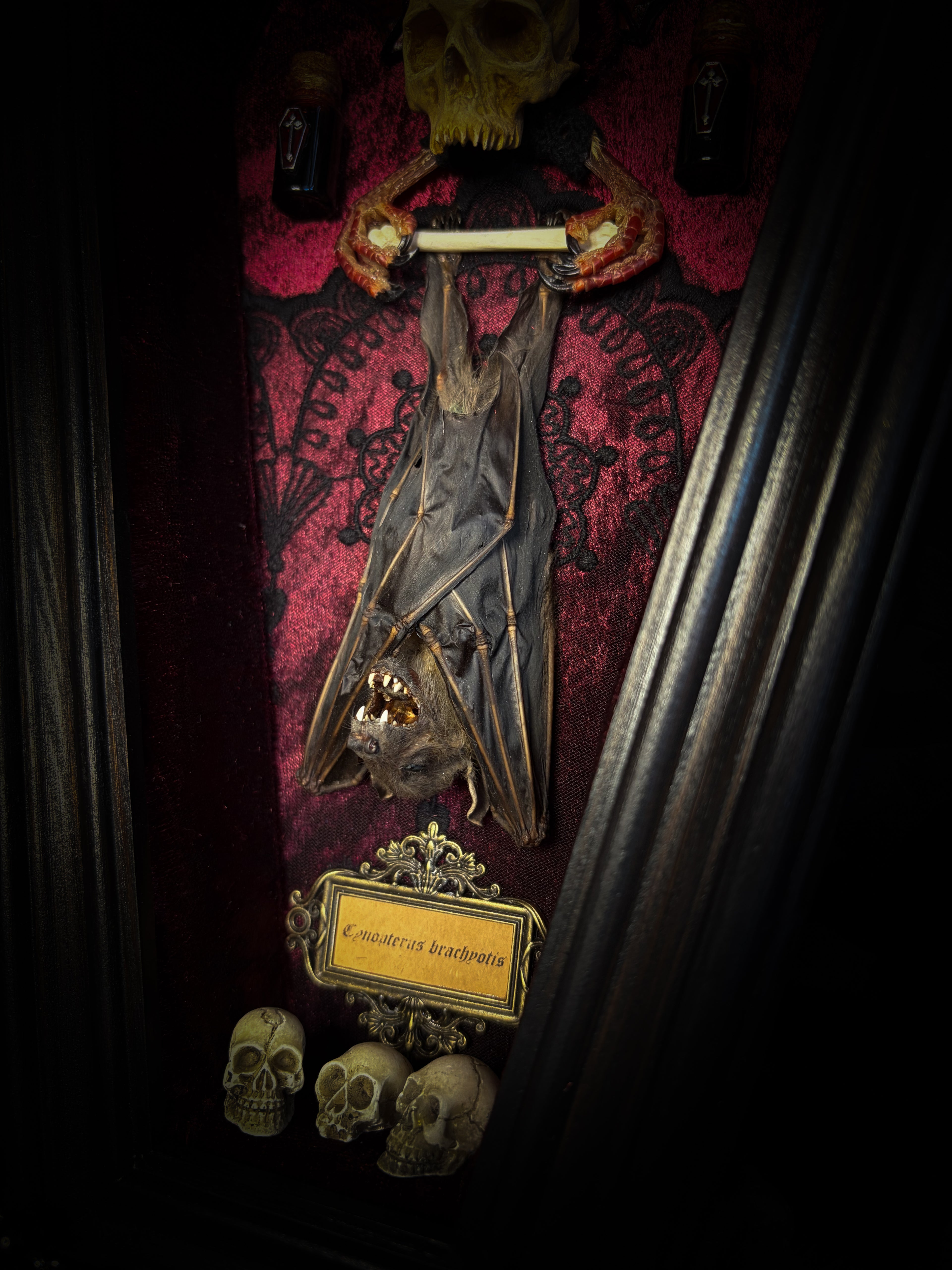 Bat Wooden Coffins — handmade gothic coffin shadowbox, made to order. Handbuilt wooden coffin frame with bat specimen, velvet background, ornate decorations and ritual details. Dark gothic wall and altar decor, made from scratch.