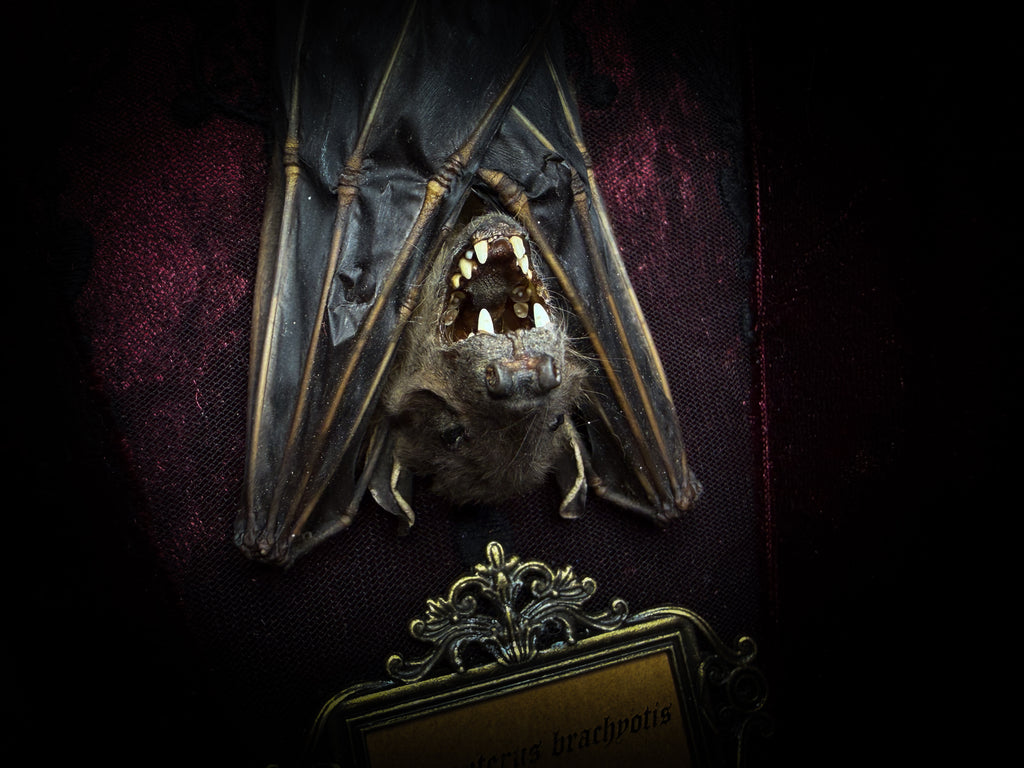 Bat Wooden Coffins — handmade gothic coffin shadowbox, made to order. Handbuilt wooden coffin frame with bat specimen, velvet background, ornate decorations and ritual details. Dark gothic wall and altar decor, made from scratch.
