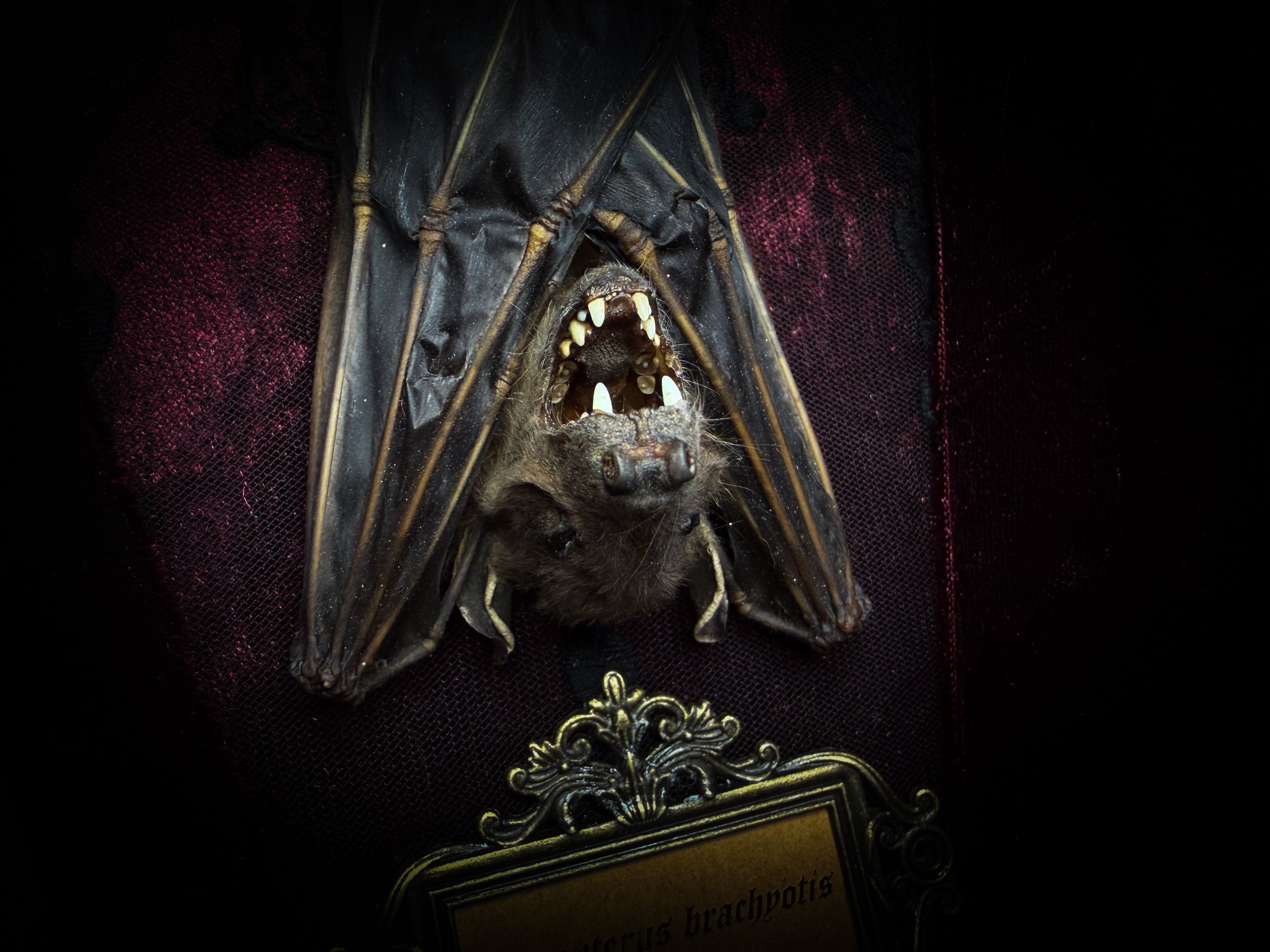 Bat Wooden Coffins — handmade gothic coffin shadowbox, made to order. Handbuilt wooden coffin frame with bat specimen, velvet background, ornate decorations and ritual details. Dark gothic wall and altar decor, made from scratch.