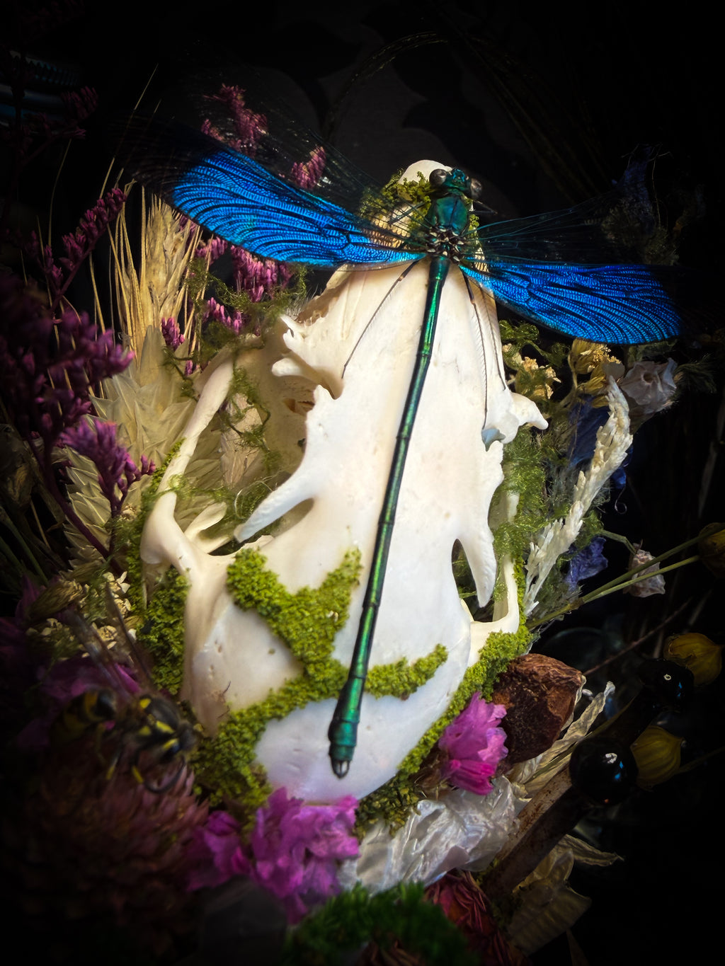 Fugax Prati Memoria — handmade glass dome with rabbit skull, demoiselle, wasp, snake skin, moss and dried flowers — Morbid Oddities