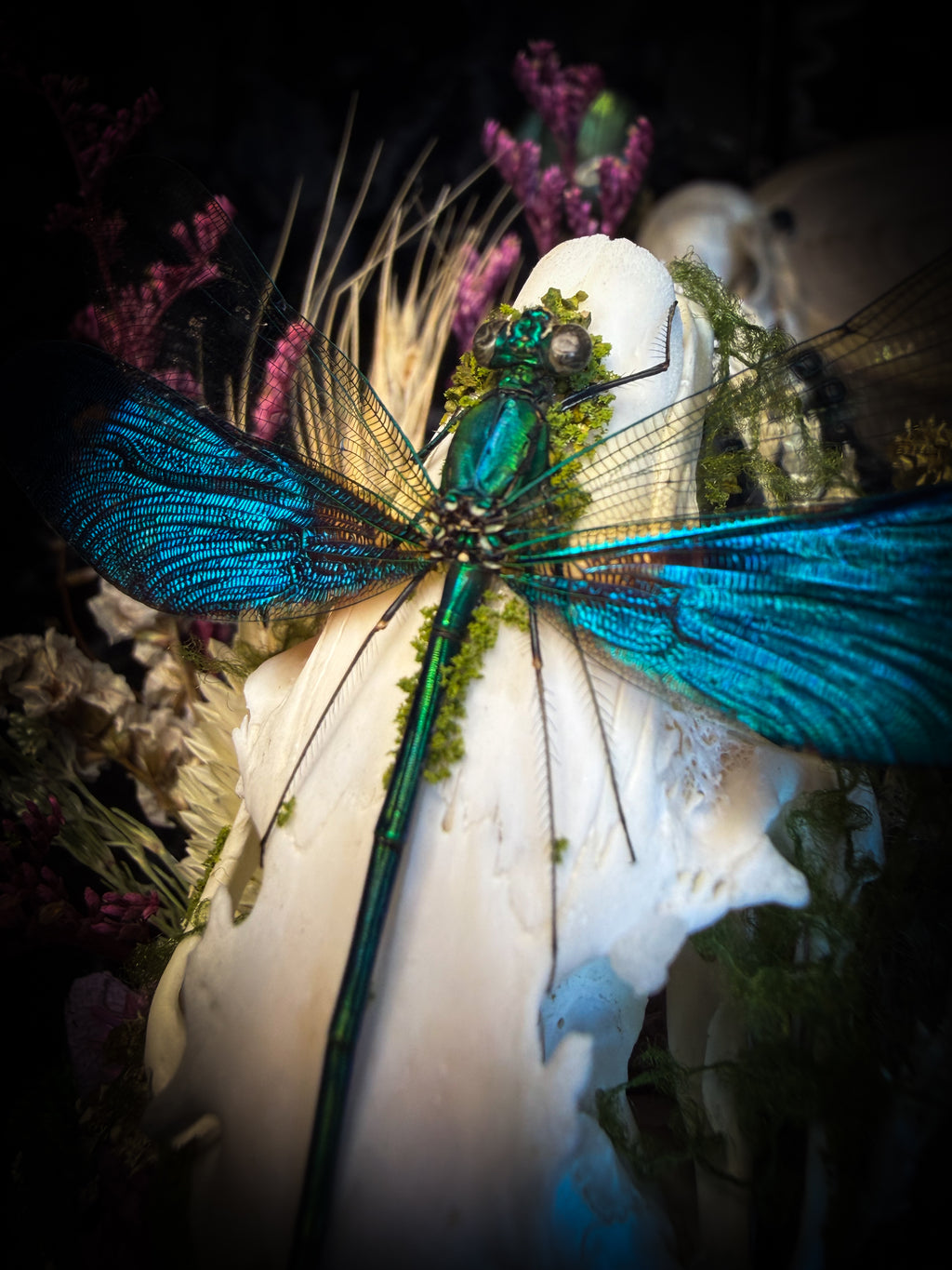 Fugax Prati Memoria — handmade glass dome with rabbit skull, demoiselle, wasp, snake skin, moss and dried flowers — Morbid Oddities