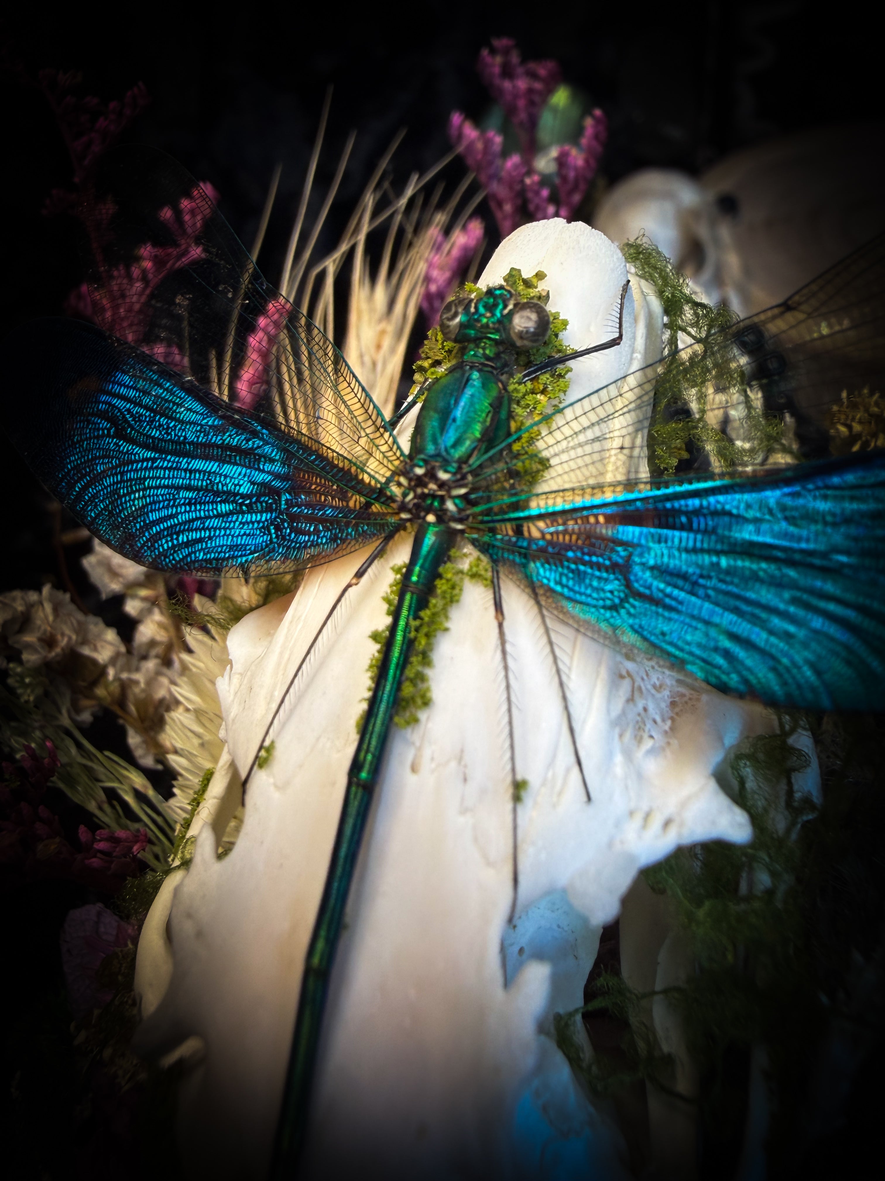 Fugax Prati Memoria — handmade glass dome with rabbit skull, demoiselle, wasp, snake skin, moss and dried flowers — Morbid Oddities