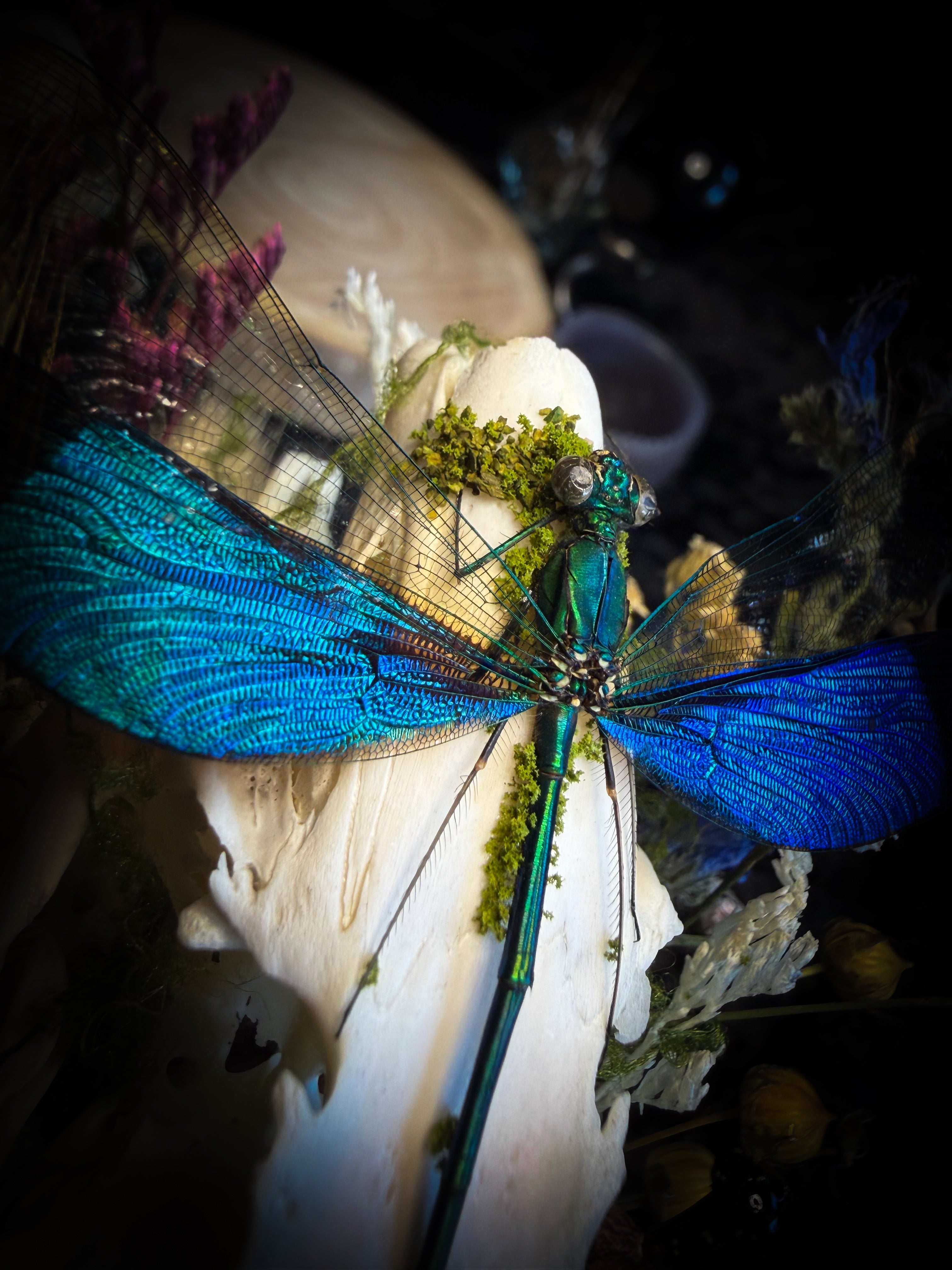 Fugax Prati Memoria — handmade glass dome with rabbit skull, demoiselle, wasp, snake skin, moss and dried flowers — Morbid Oddities