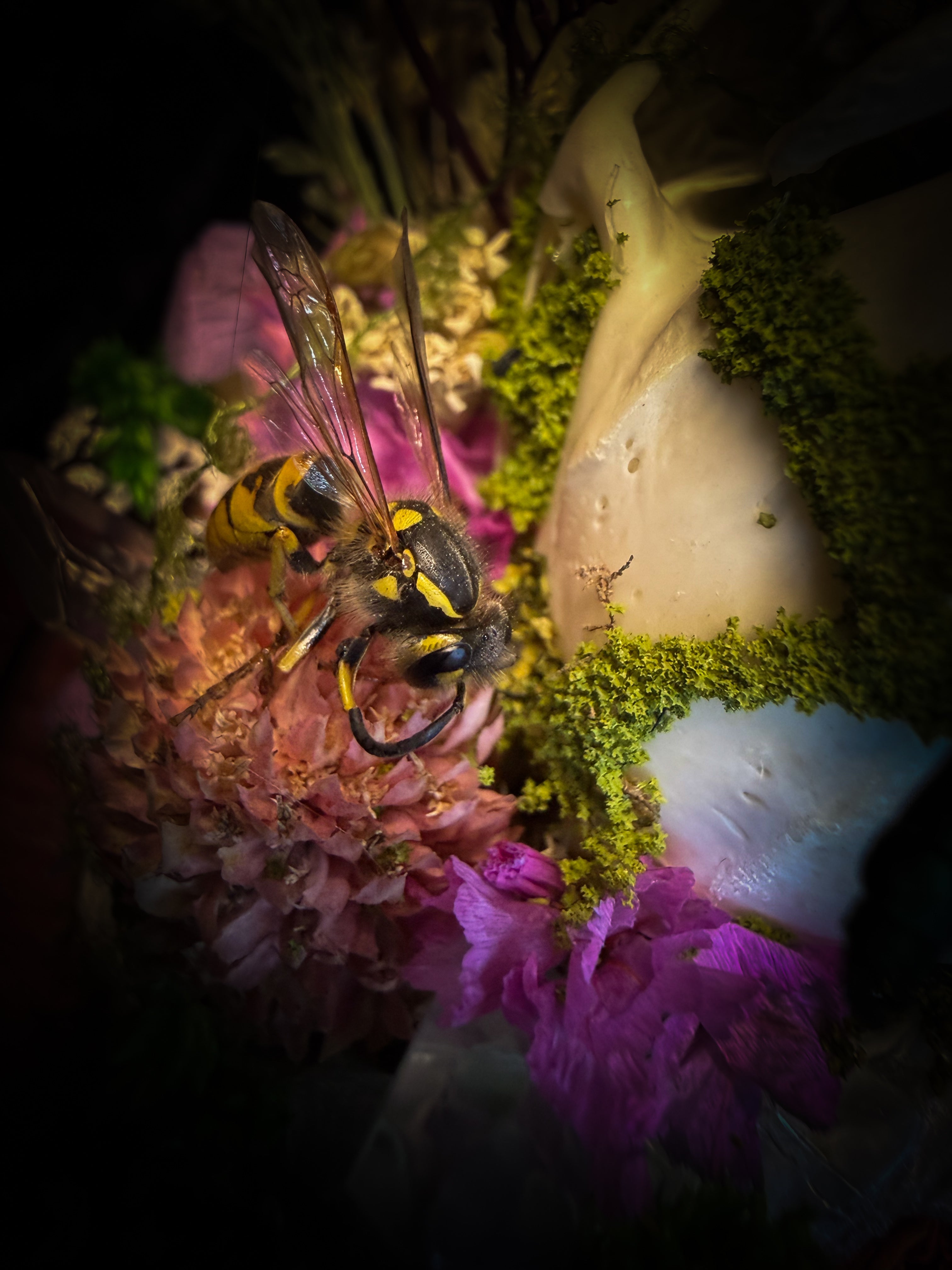 Fugax Prati Memoria — handmade glass dome with rabbit skull, demoiselle, wasp, snake skin, moss and dried flowers — Morbid Oddities