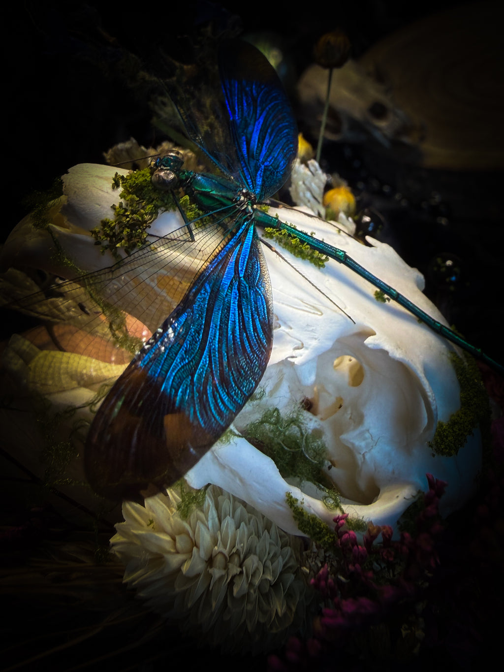 Fugax Prati Memoria — handmade glass dome with rabbit skull, demoiselle, wasp, snake skin, moss and dried flowers — Morbid Oddities