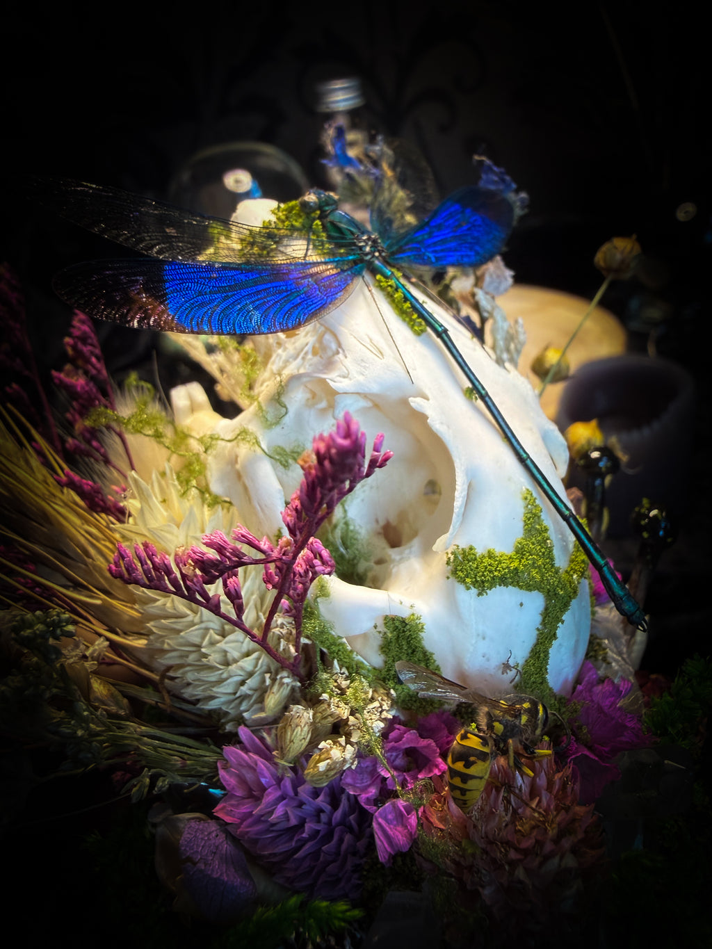 Fugax Prati Memoria — handmade glass dome with rabbit skull, demoiselle, wasp, snake skin, moss and dried flowers — Morbid Oddities