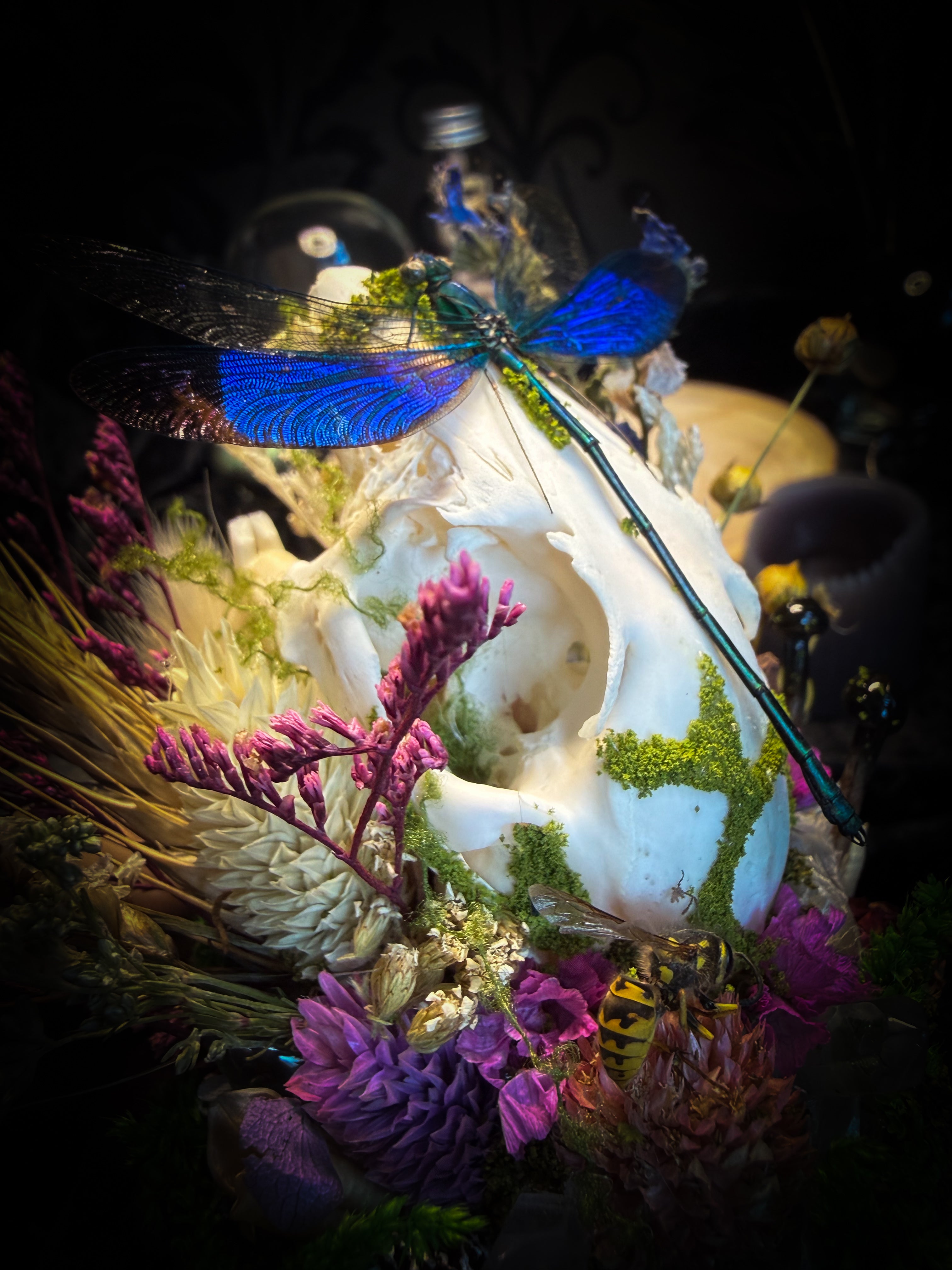Fugax Prati Memoria — handmade glass dome with rabbit skull, demoiselle, wasp, snake skin, moss and dried flowers — Morbid Oddities