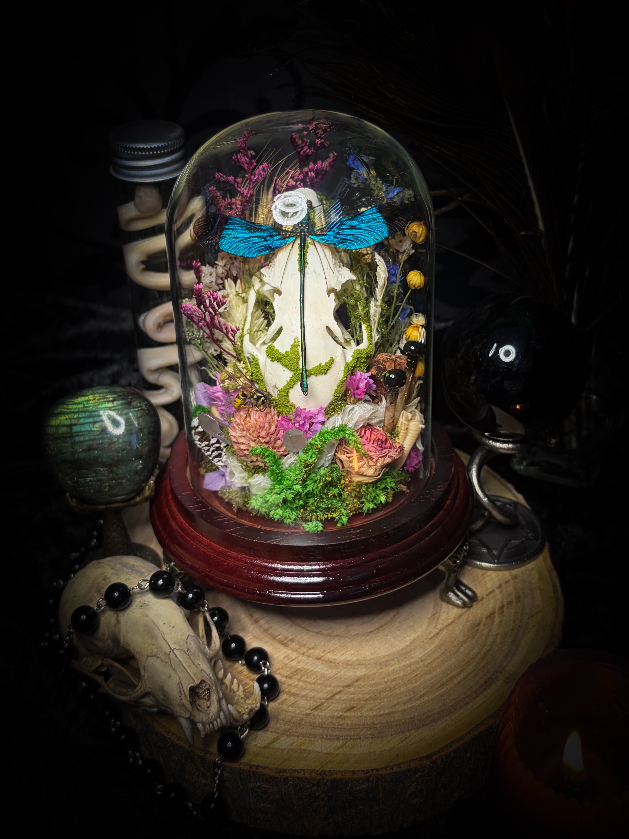 Fugax Prati Memoria — handmade glass dome with rabbit skull, demoiselle, wasp, snake skin, moss and dried flowers — Morbid Oddities