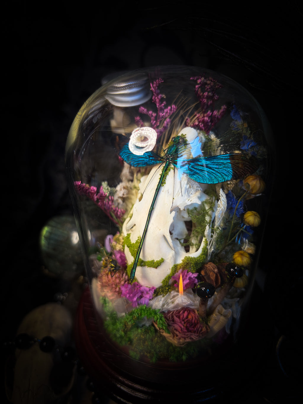 Fugax Prati Memoria — handmade glass dome with rabbit skull, demoiselle, wasp, snake skin, moss and dried flowers — Morbid Oddities