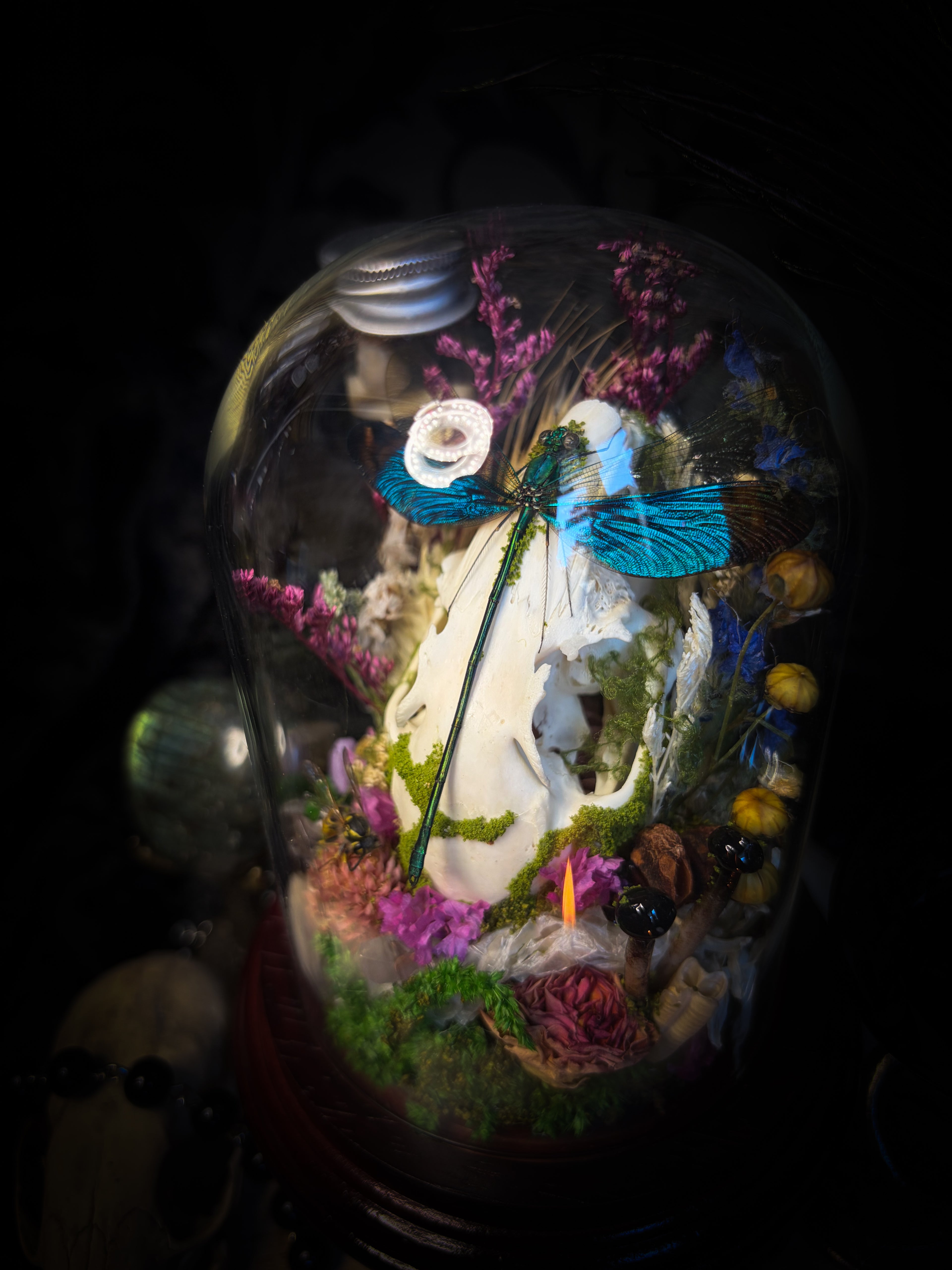 Fugax Prati Memoria — handmade glass dome with rabbit skull, demoiselle, wasp, snake skin, moss and dried flowers — Morbid Oddities