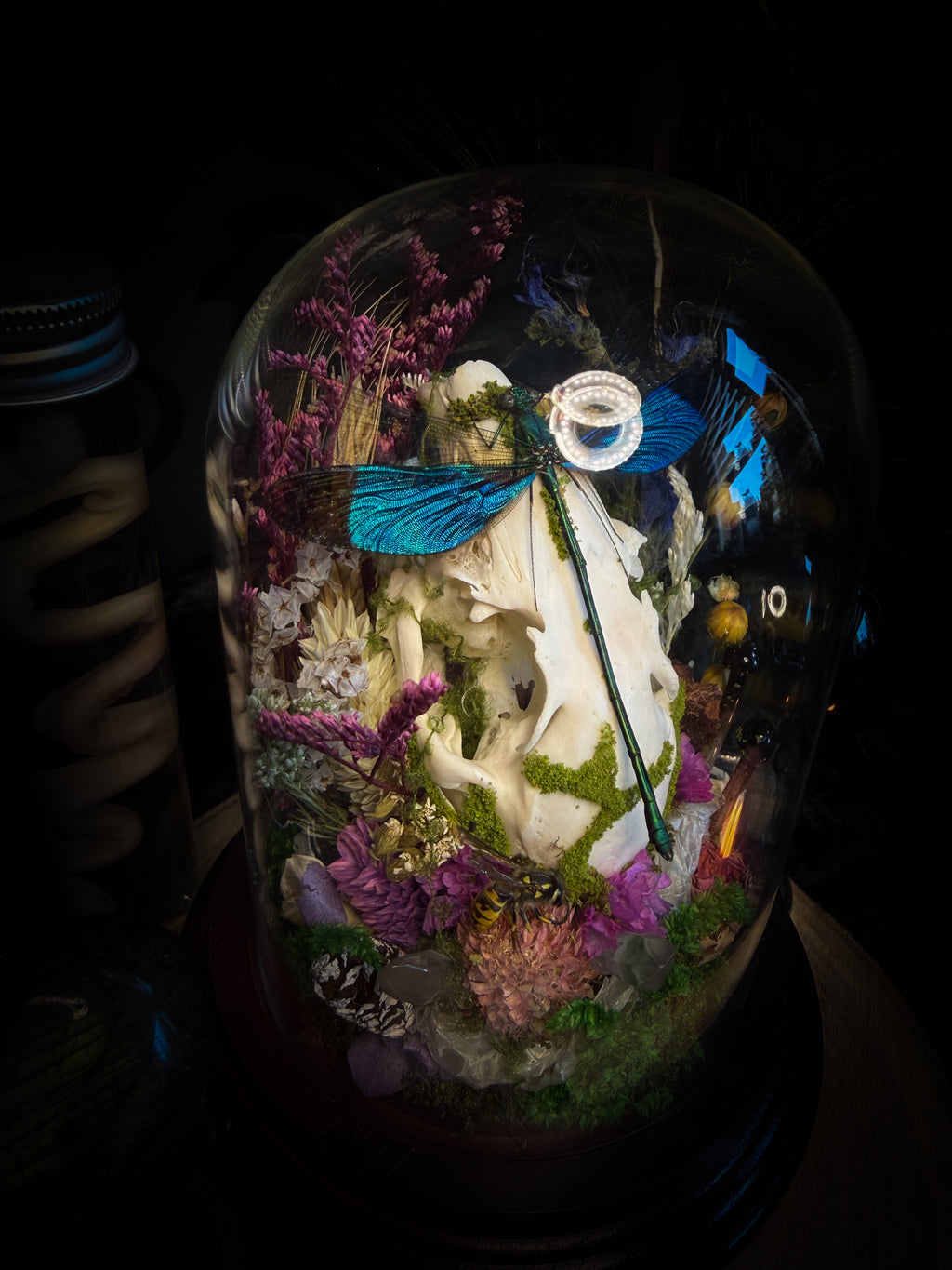 Fugax Prati Memoria — handmade glass dome with rabbit skull, demoiselle, wasp, snake skin, moss and dried flowers — Morbid Oddities