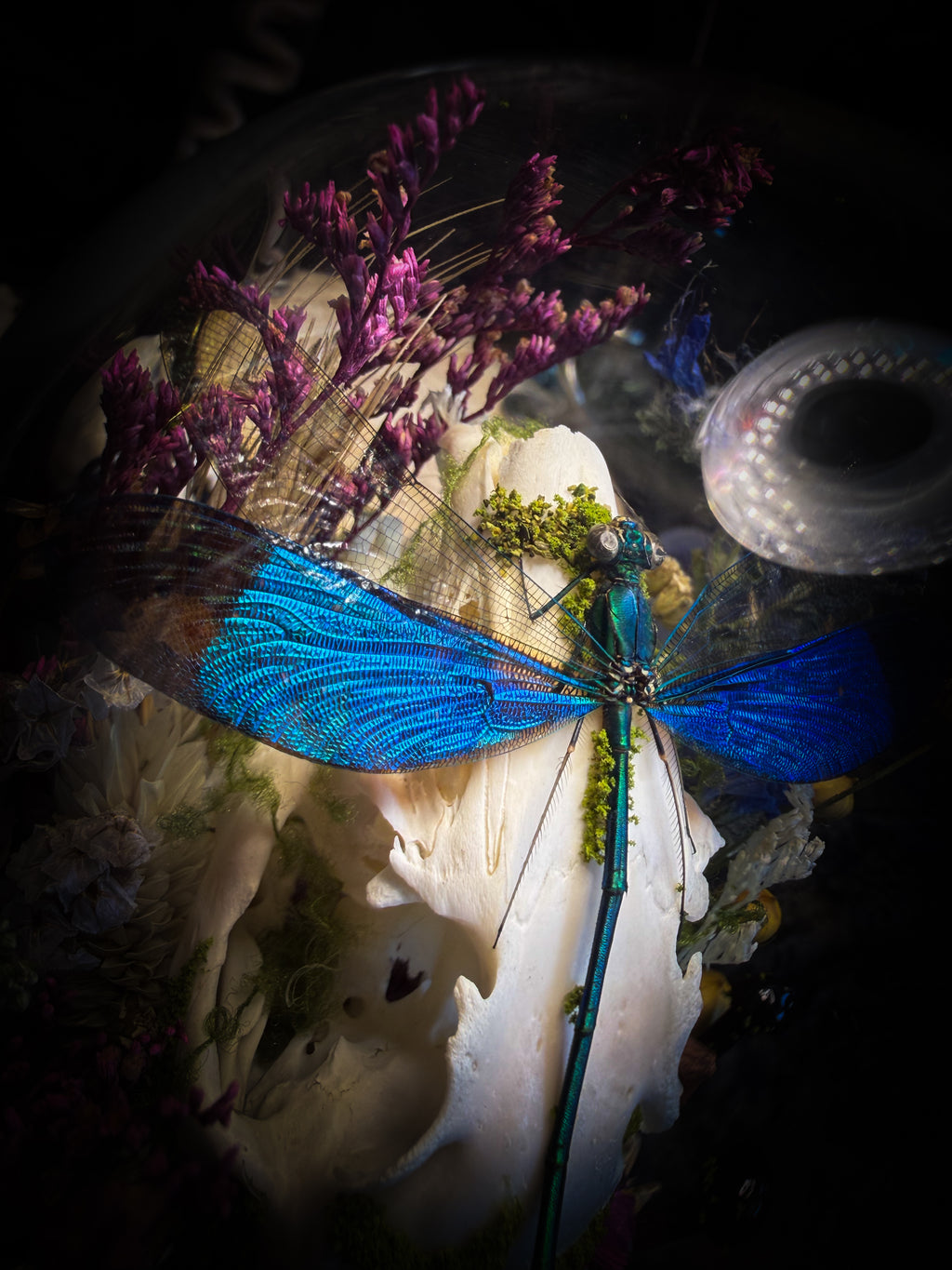 Fugax Prati Memoria — handmade glass dome with rabbit skull, demoiselle, wasp, snake skin, moss and dried flowers — Morbid Oddities