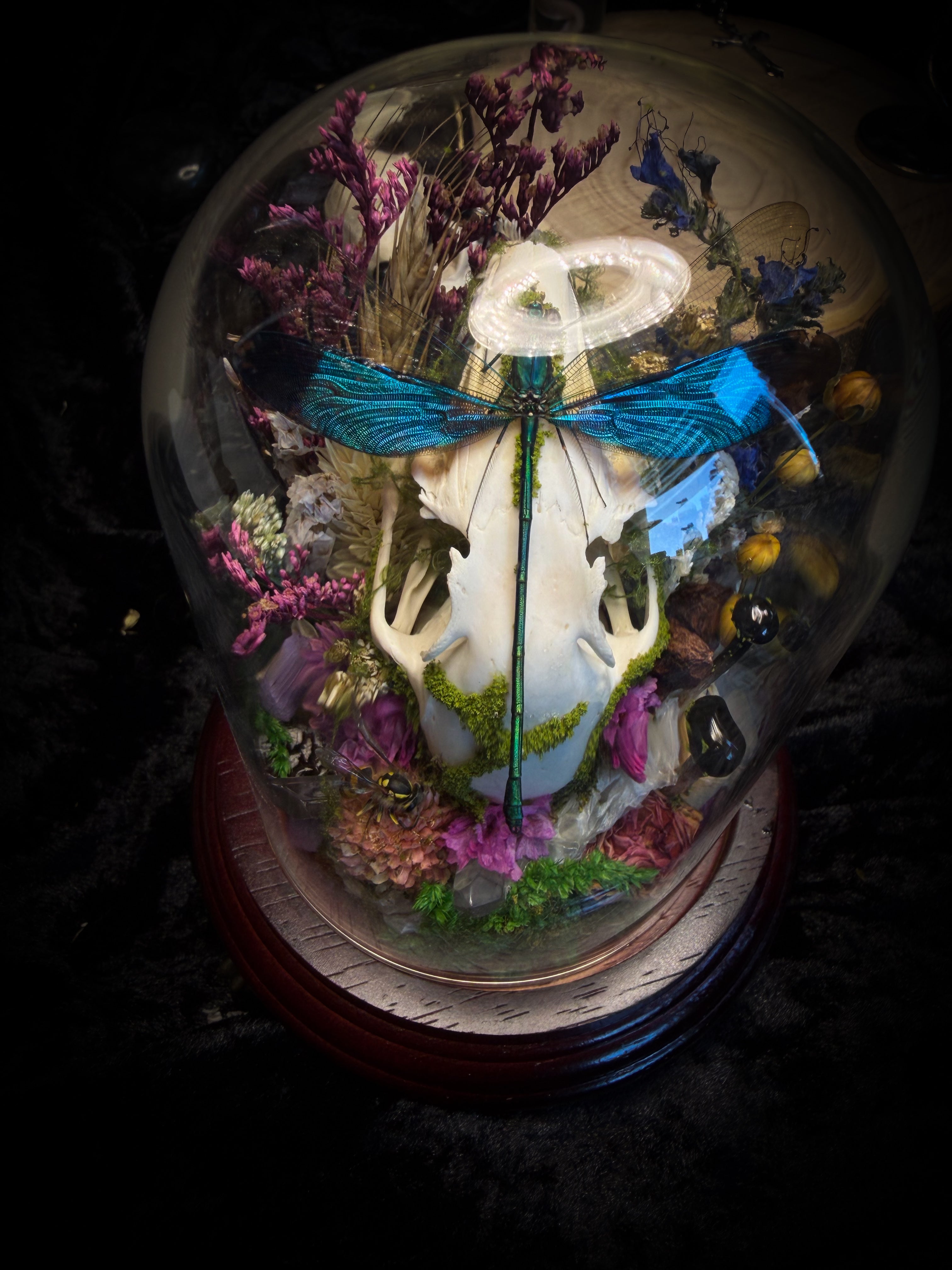 Fugax Prati Memoria — handmade glass dome with rabbit skull, demoiselle, wasp, snake skin, moss and dried flowers — Morbid Oddities