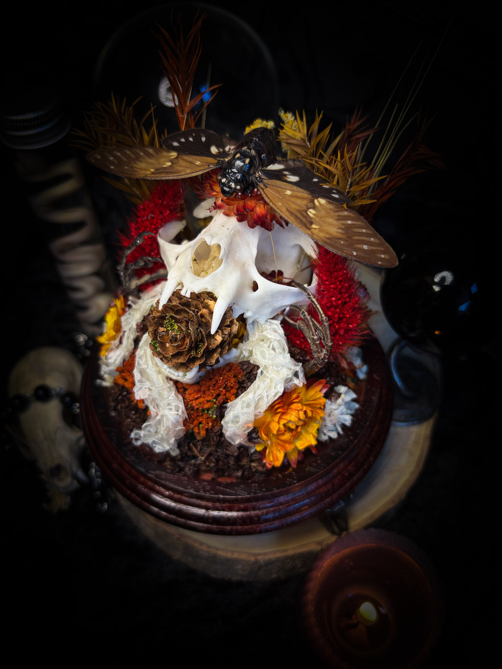 Mors Autumnalis — handmade gothic glass dome with cat skull, Ambragaeana ambra cicada, mummified bird feet, snake skin and dried autumn botanicals — Morbid Oddities