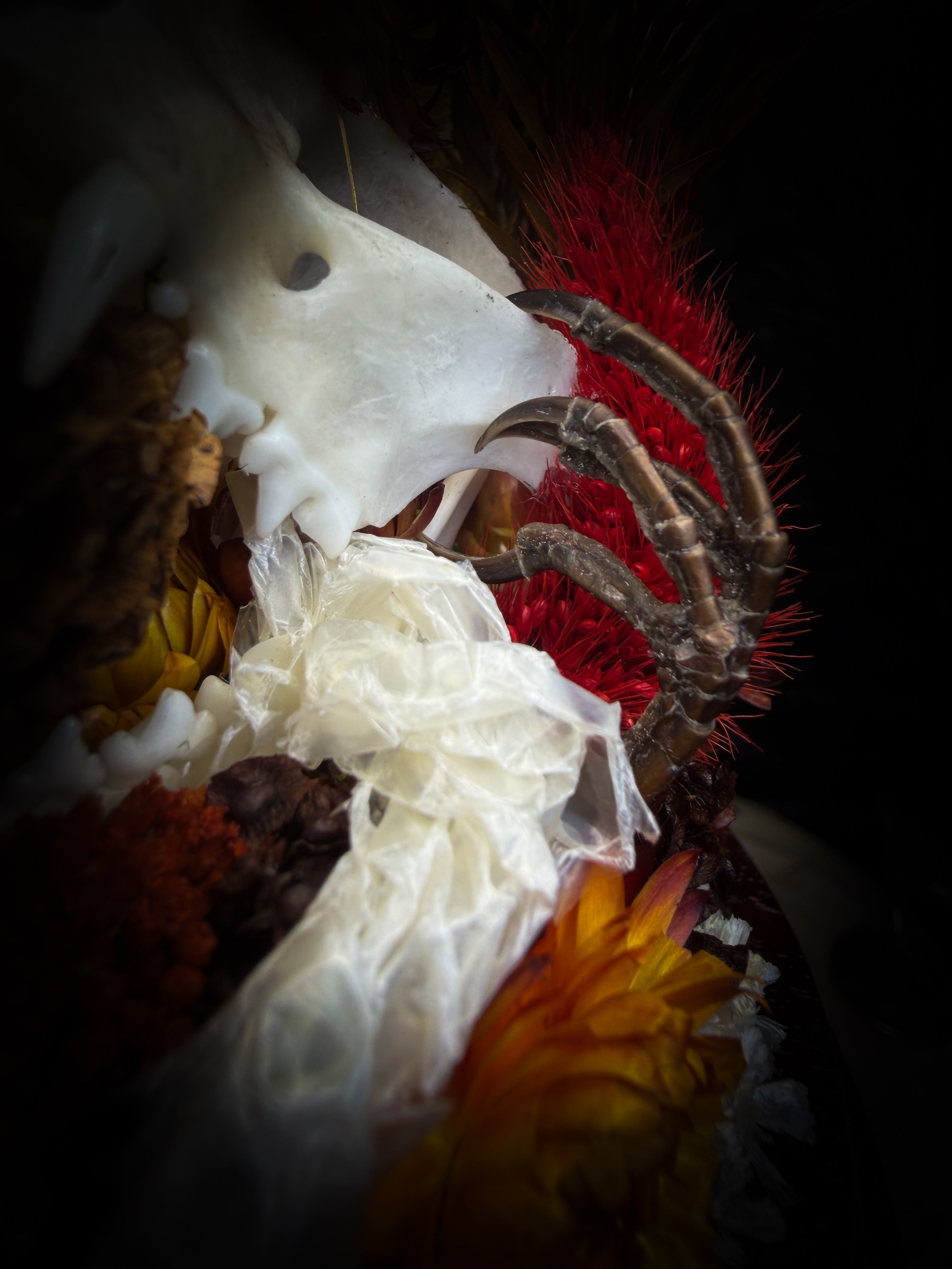 Mors Autumnalis — handmade gothic glass dome with cat skull, Ambragaeana ambra cicada, mummified bird feet, snake skin and dried autumn botanicals — Morbid Oddities