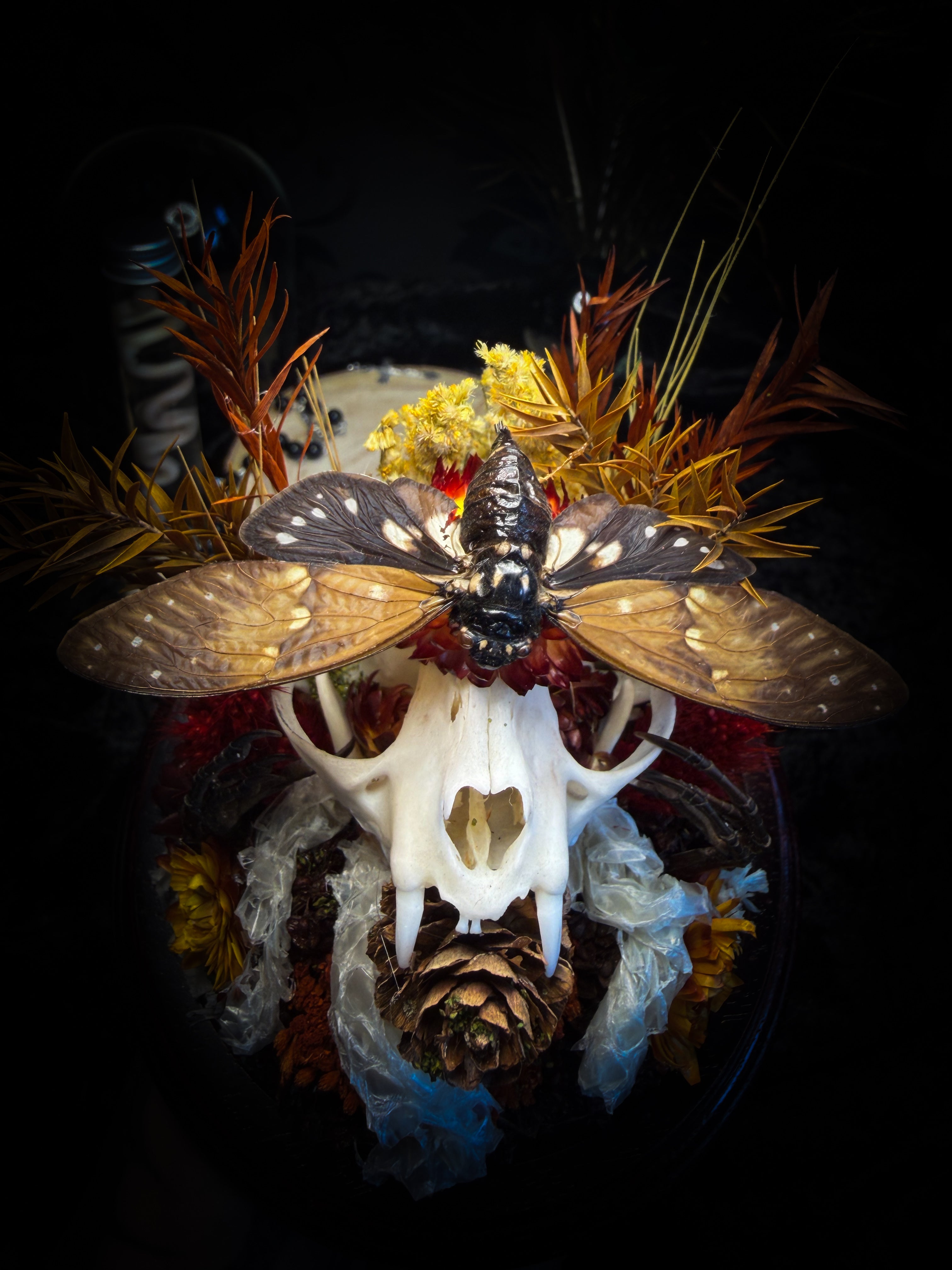 Mors Autumnalis — handmade gothic glass dome with cat skull, Ambragaeana ambra cicada, mummified bird feet, snake skin and dried autumn botanicals — Morbid Oddities