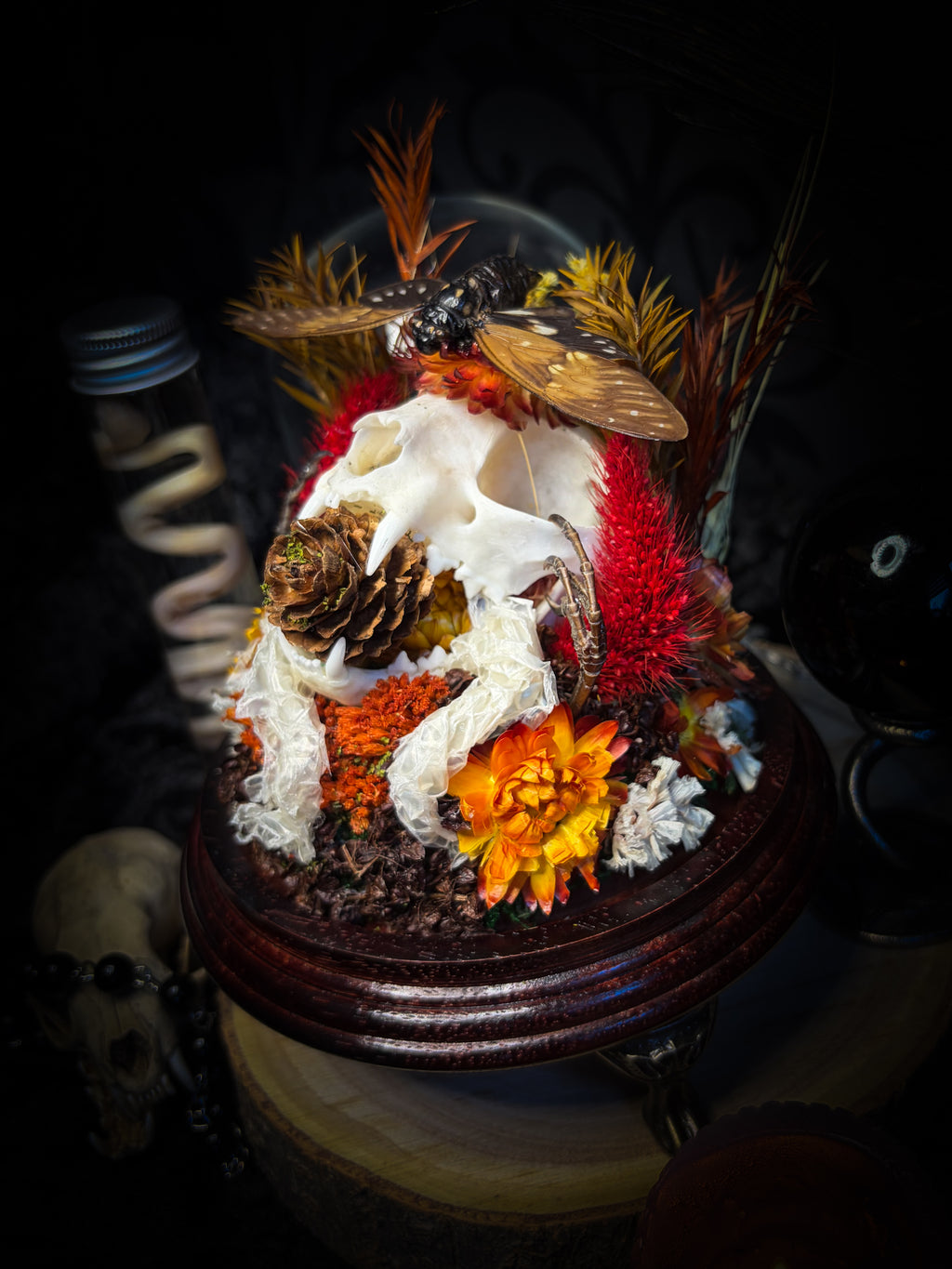 Mors Autumnalis — handmade gothic glass dome with cat skull, Ambragaeana ambra cicada, mummified bird feet, snake skin and dried autumn botanicals — Morbid Oddities