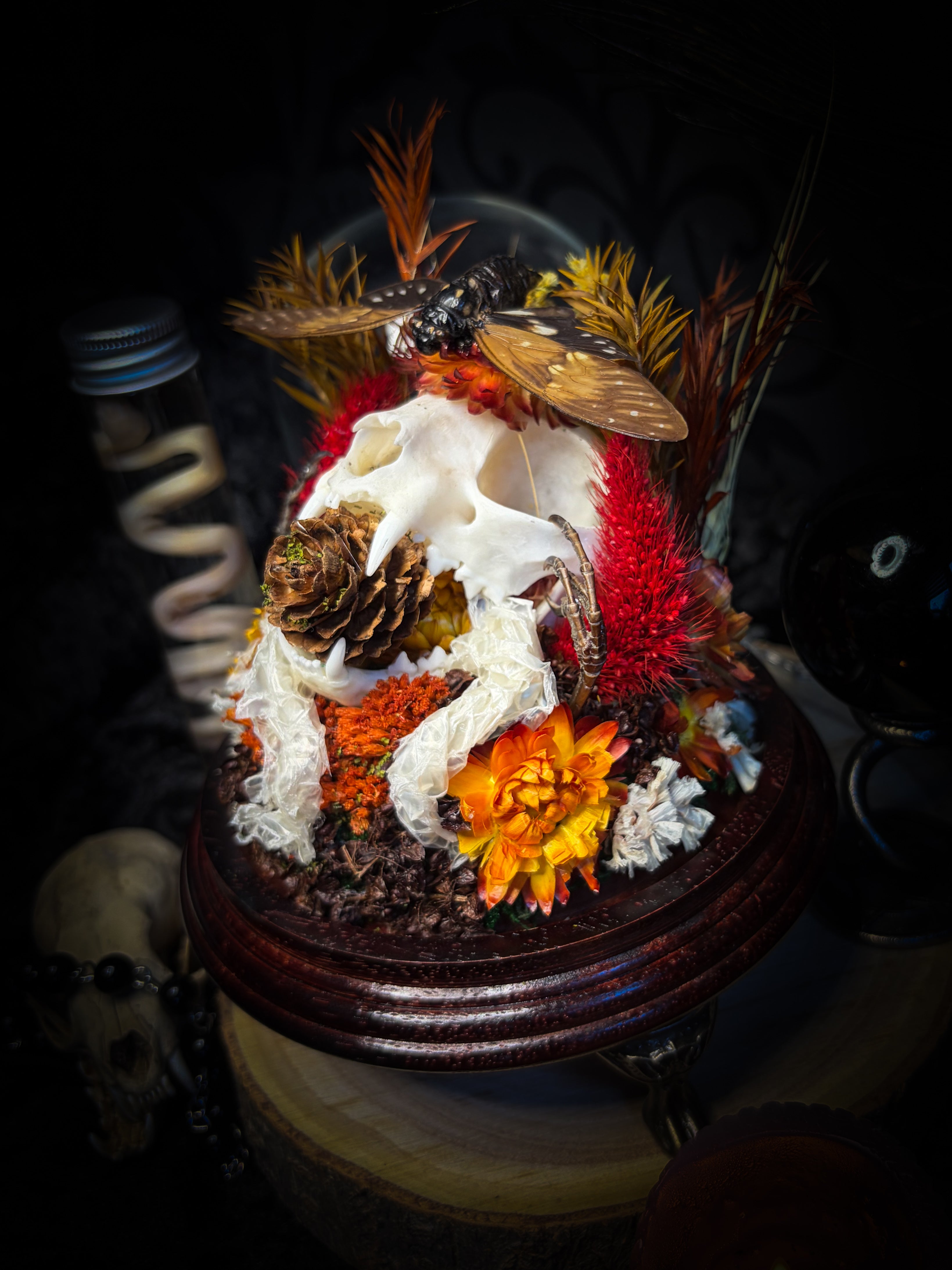 Mors Autumnalis — handmade gothic glass dome with cat skull, Ambragaeana ambra cicada, mummified bird feet, snake skin and dried autumn botanicals — Morbid Oddities