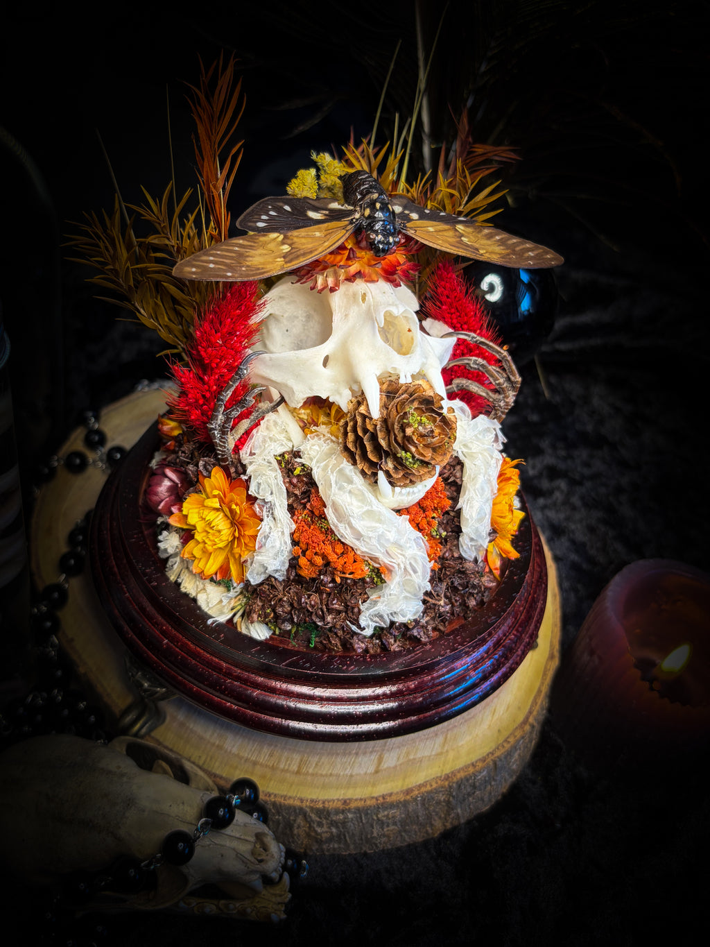 Mors Autumnalis — handmade gothic glass dome with cat skull, Ambragaeana ambra cicada, mummified bird feet, snake skin and dried autumn botanicals — Morbid Oddities