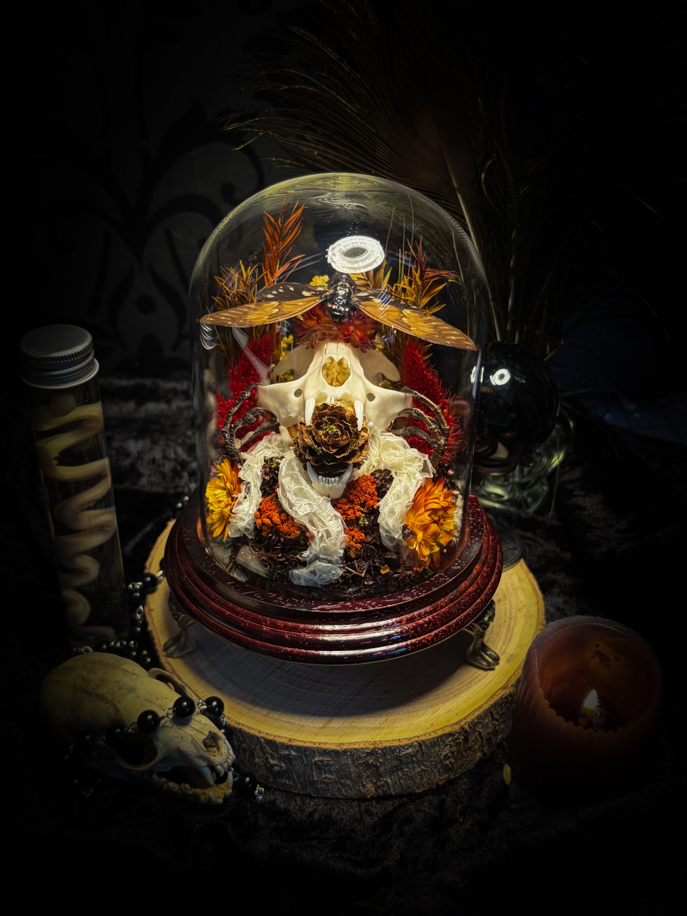 Mors Autumnalis — handmade gothic glass dome with cat skull, Ambragaeana ambra cicada, mummified bird feet, snake skin and dried autumn botanicals — Morbid Oddities