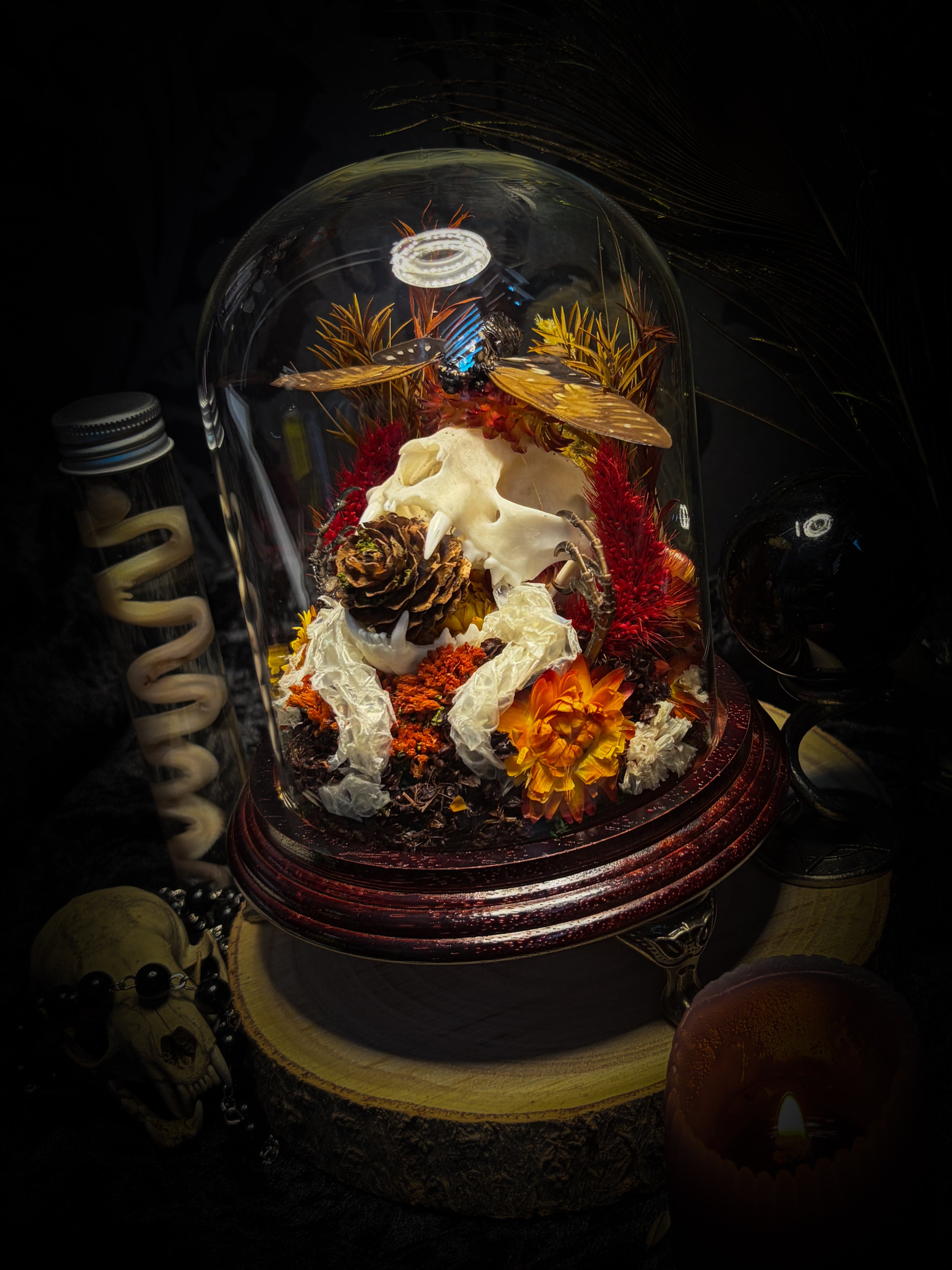 Mors Autumnalis — handmade gothic glass dome with cat skull, Ambragaeana ambra cicada, mummified bird feet, snake skin and dried autumn botanicals — Morbid Oddities