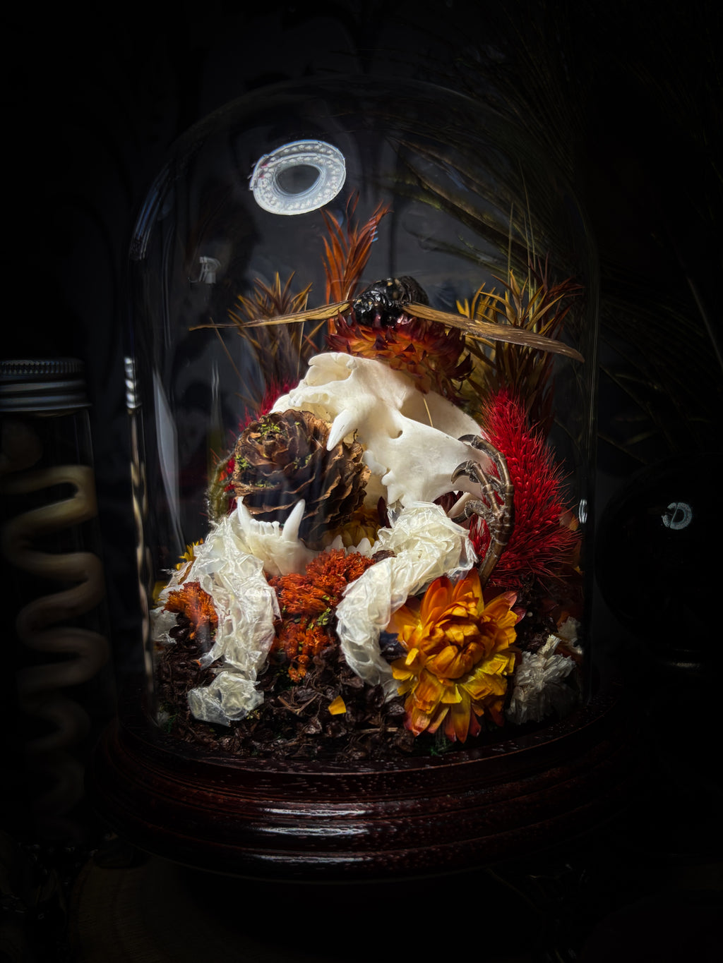 Mors Autumnalis — handmade gothic glass dome with cat skull, Ambragaeana ambra cicada, mummified bird feet, snake skin and dried autumn botanicals — Morbid Oddities