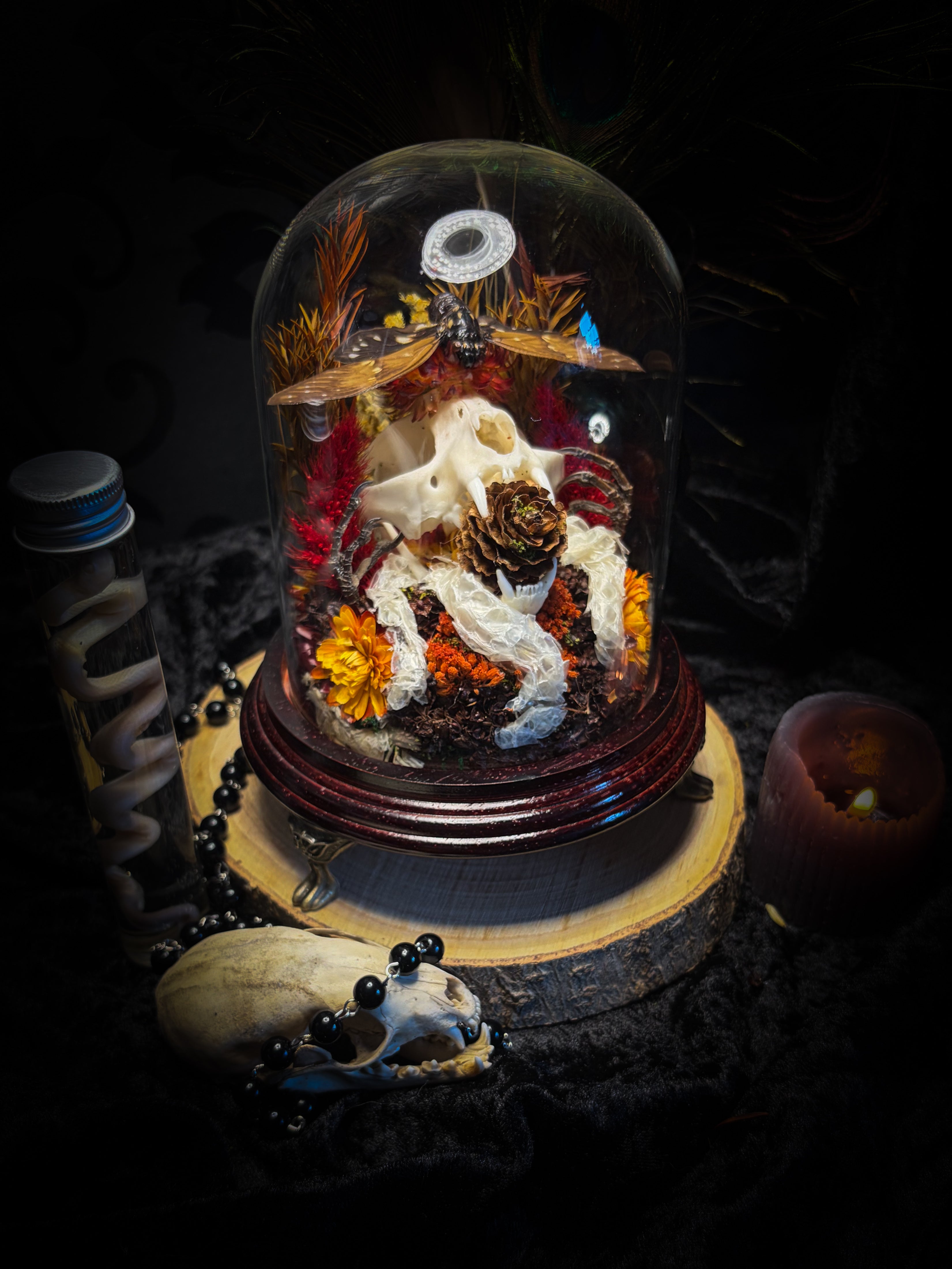 Mors Autumnalis — handmade gothic glass dome with cat skull, Ambragaeana ambra cicada, mummified bird feet, snake skin and dried autumn botanicals — Morbid Oddities