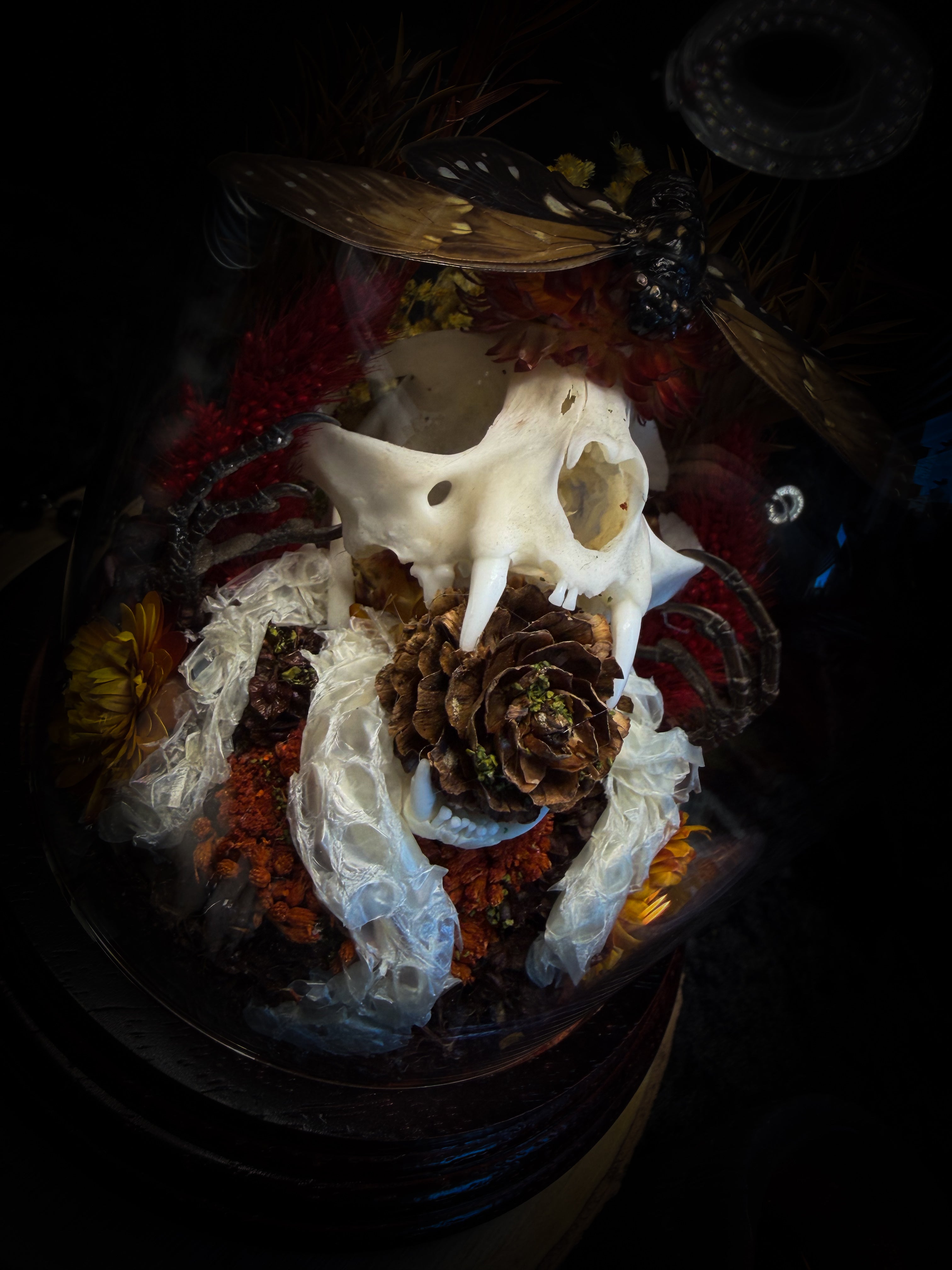 Mors Autumnalis — handmade gothic glass dome with cat skull, Ambragaeana ambra cicada, mummified bird feet, snake skin and dried autumn botanicals — Morbid Oddities