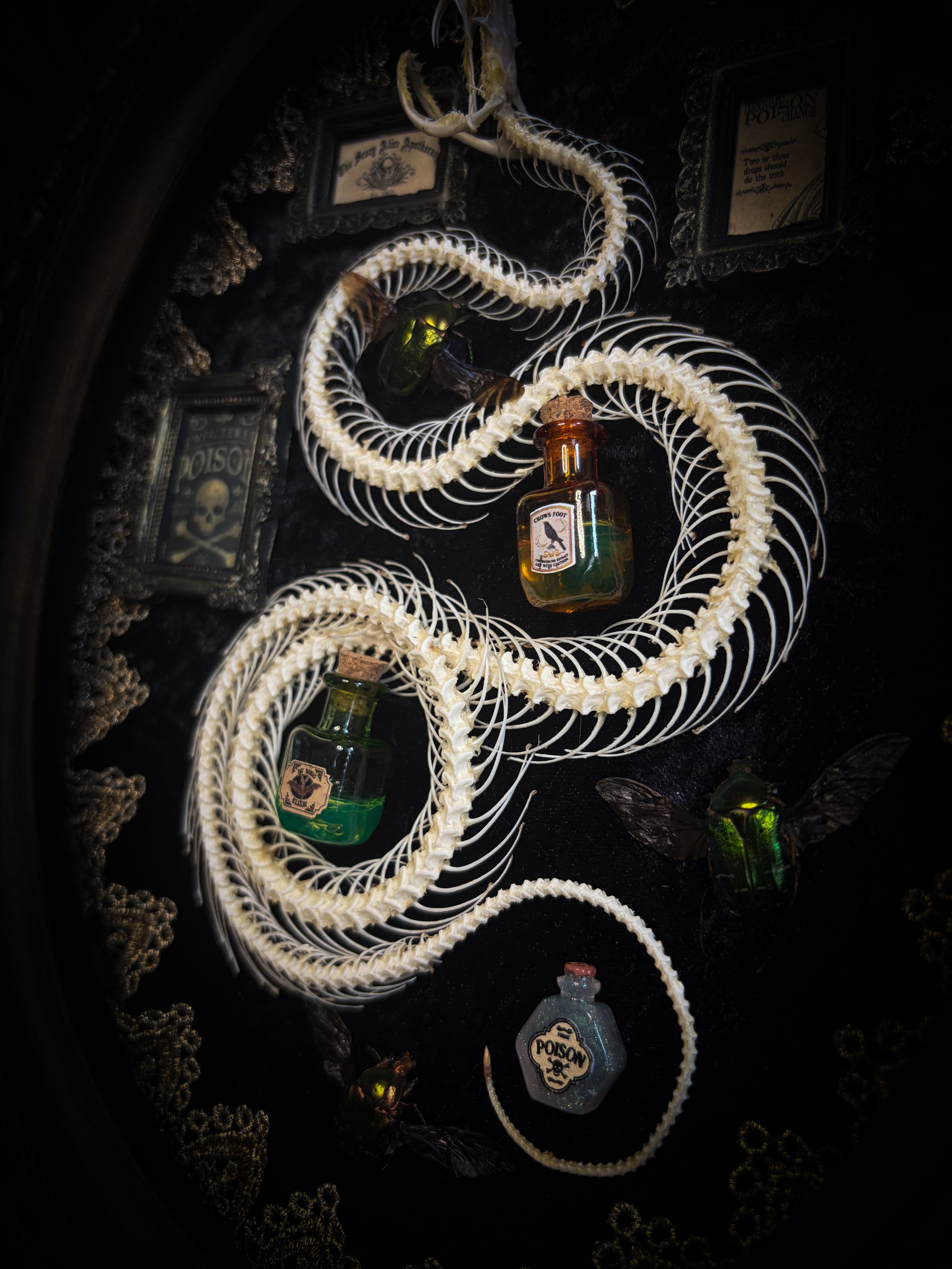 Gothic oval shadowbox with real snake skeleton, preserved Cetonia aurata beetles with spread wings, poison vials and hand-painted toxin frames in antique bubble glass frame — Venenum Apothecaria by Morbid Oddities