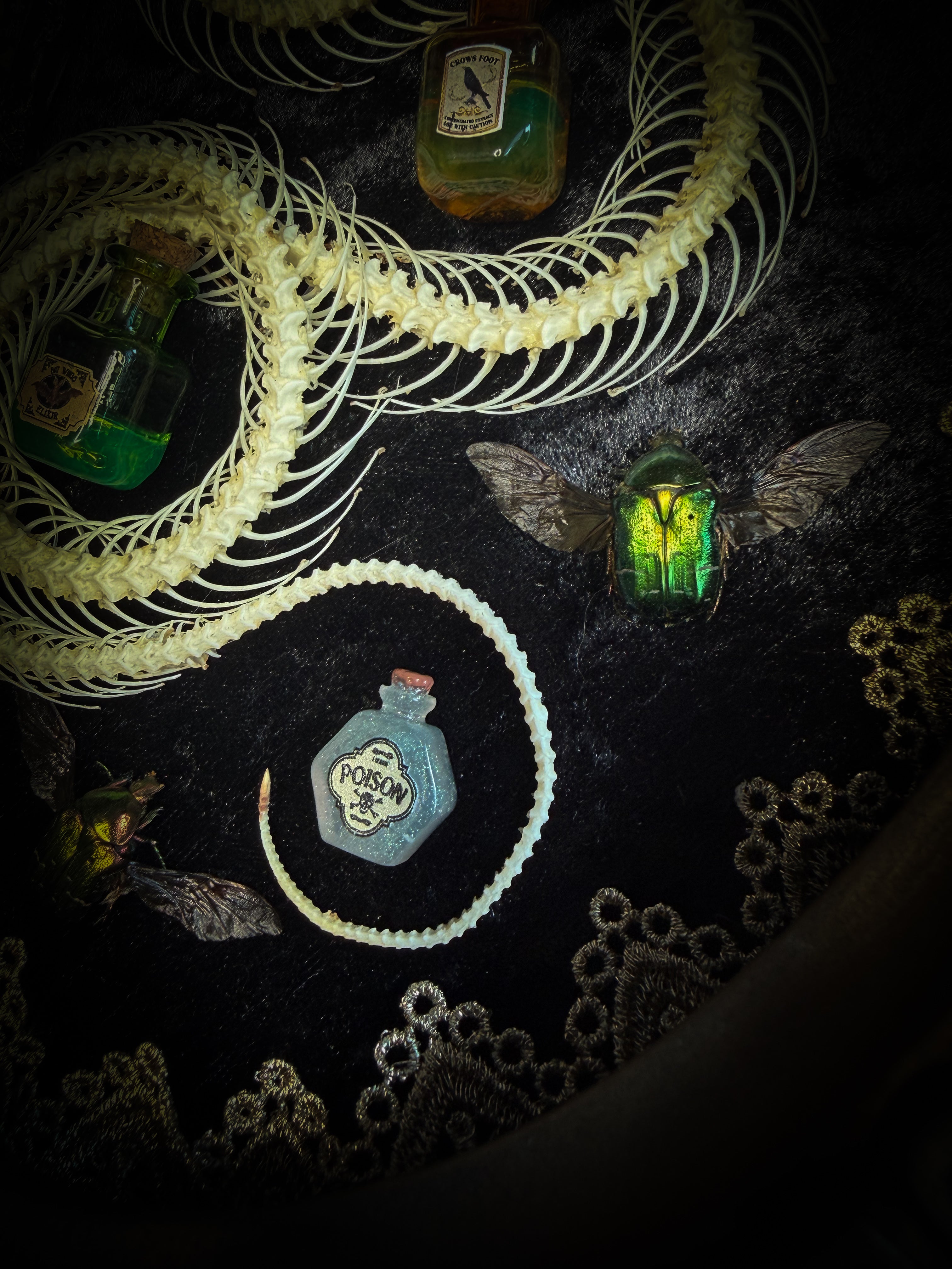 Gothic oval shadowbox with real snake skeleton, preserved Cetonia aurata beetles with spread wings, poison vials and hand-painted toxin frames in antique bubble glass frame — Venenum Apothecaria by Morbid Oddities