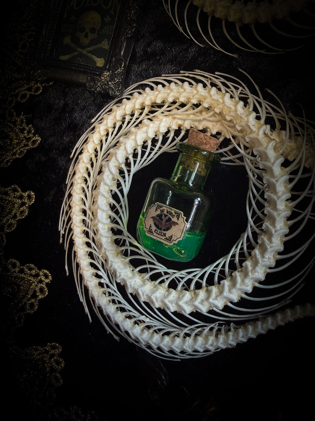 Gothic oval shadowbox with real snake skeleton, preserved Cetonia aurata beetles with spread wings, poison vials and hand-painted toxin frames in antique bubble glass frame — Venenum Apothecaria by Morbid Oddities