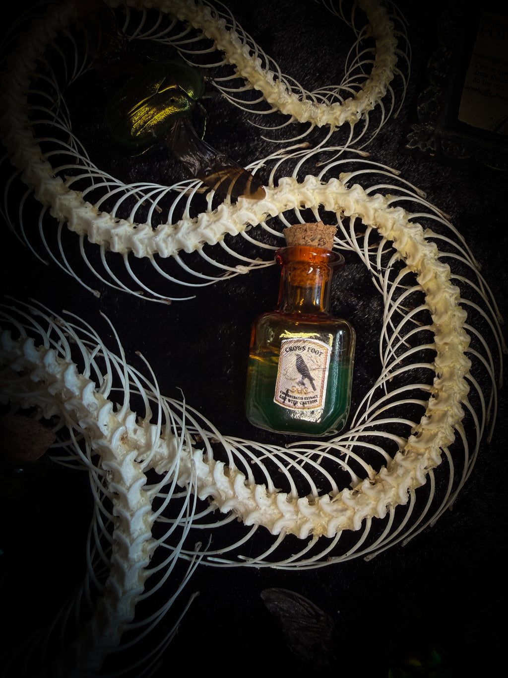 Gothic oval shadowbox with real snake skeleton, preserved Cetonia aurata beetles with spread wings, poison vials and hand-painted toxin frames in antique bubble glass frame — Venenum Apothecaria by Morbid Oddities