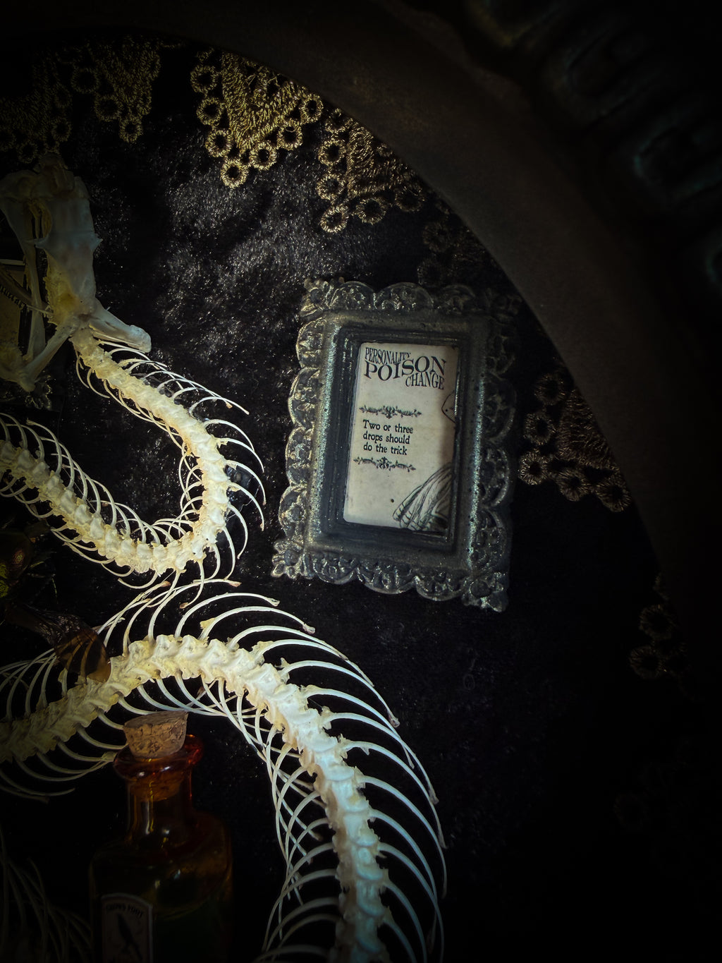 Gothic oval shadowbox with real snake skeleton, preserved Cetonia aurata beetles with spread wings, poison vials and hand-painted toxin frames in antique bubble glass frame — Venenum Apothecaria by Morbid Oddities