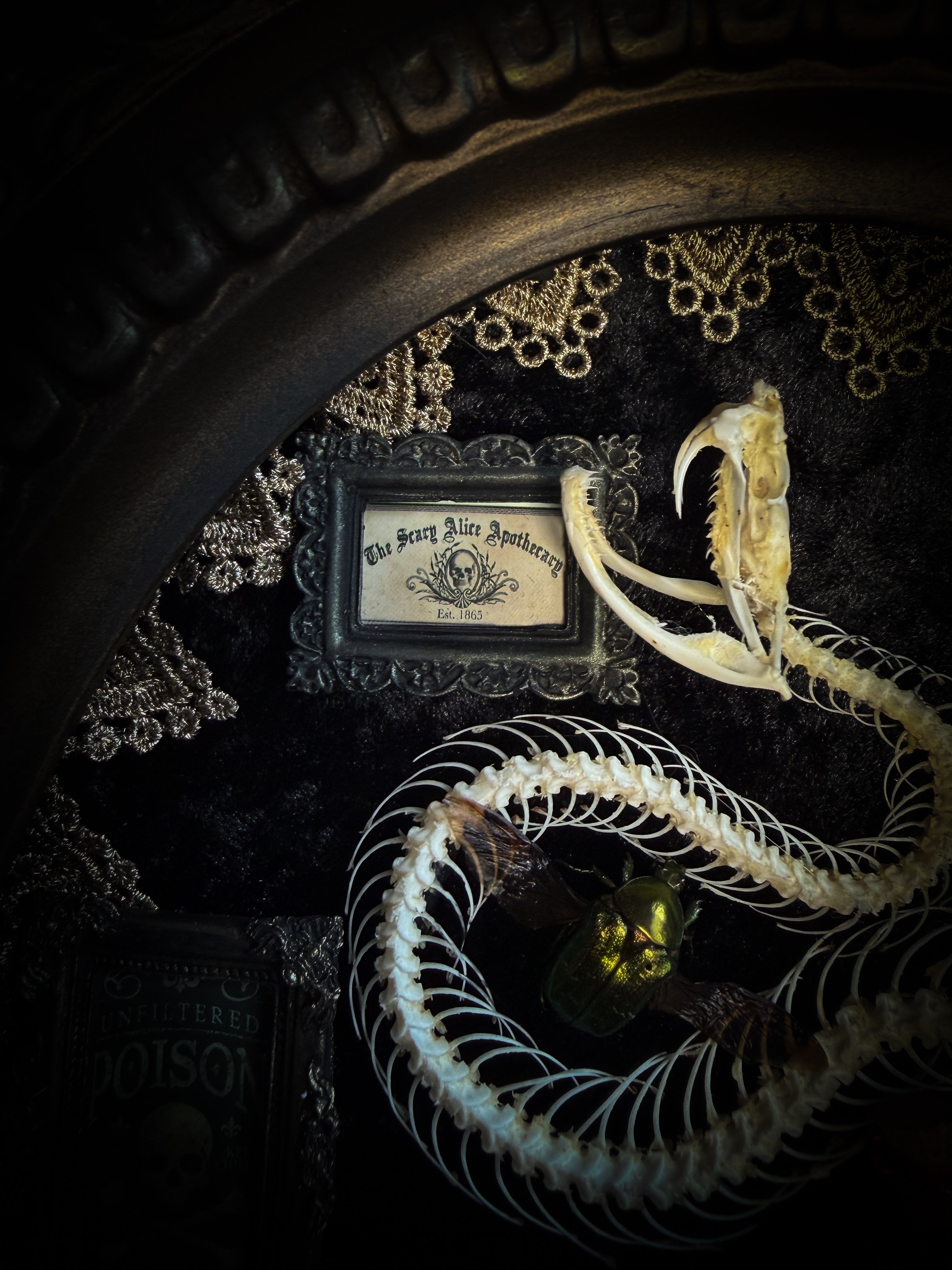 Gothic oval shadowbox with real snake skeleton, preserved Cetonia aurata beetles with spread wings, poison vials and hand-painted toxin frames in antique bubble glass frame — Venenum Apothecaria by Morbid Oddities