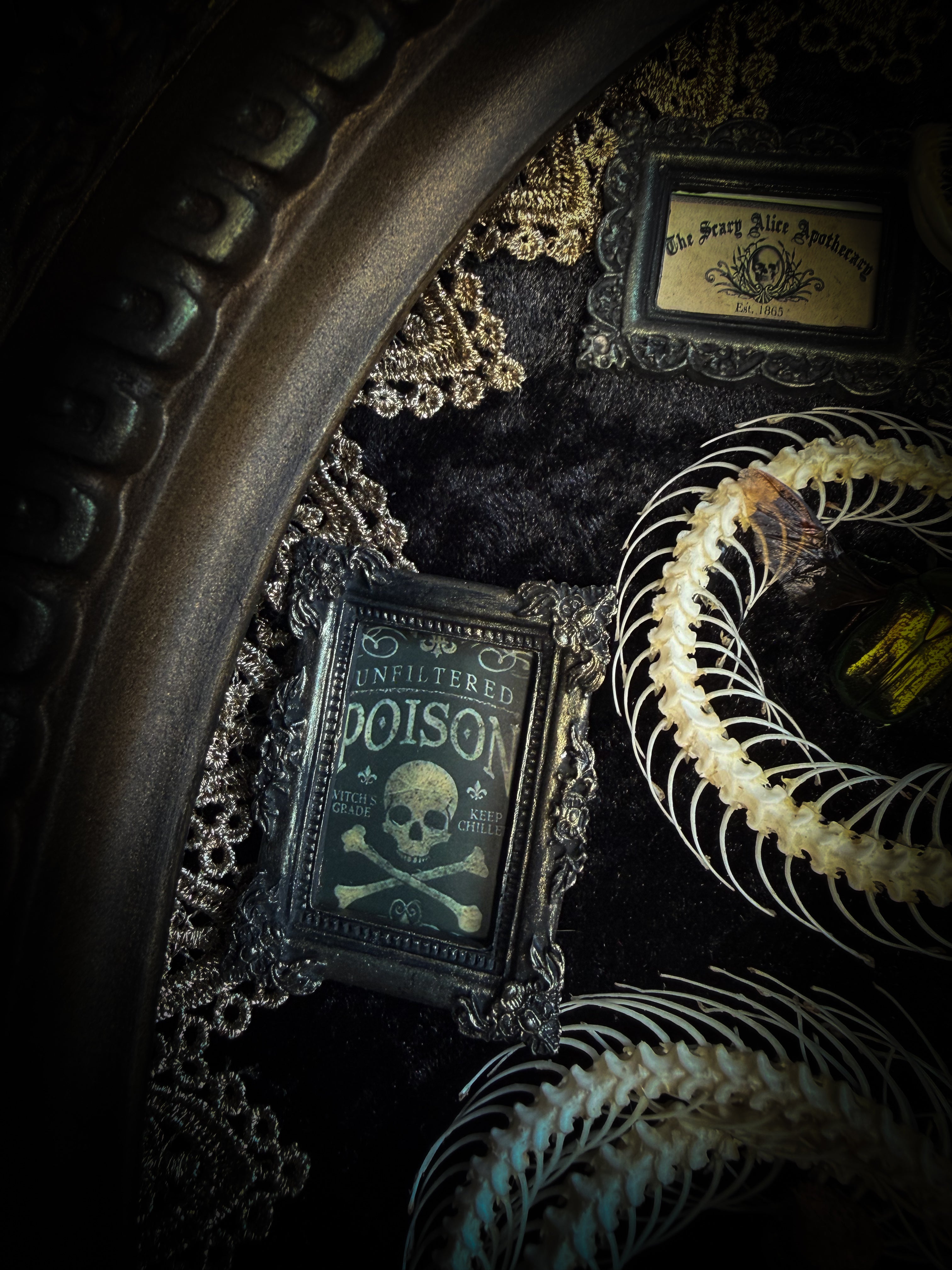 Gothic oval shadowbox with real snake skeleton, preserved Cetonia aurata beetles with spread wings, poison vials and hand-painted toxin frames in antique bubble glass frame — Venenum Apothecaria by Morbid Oddities