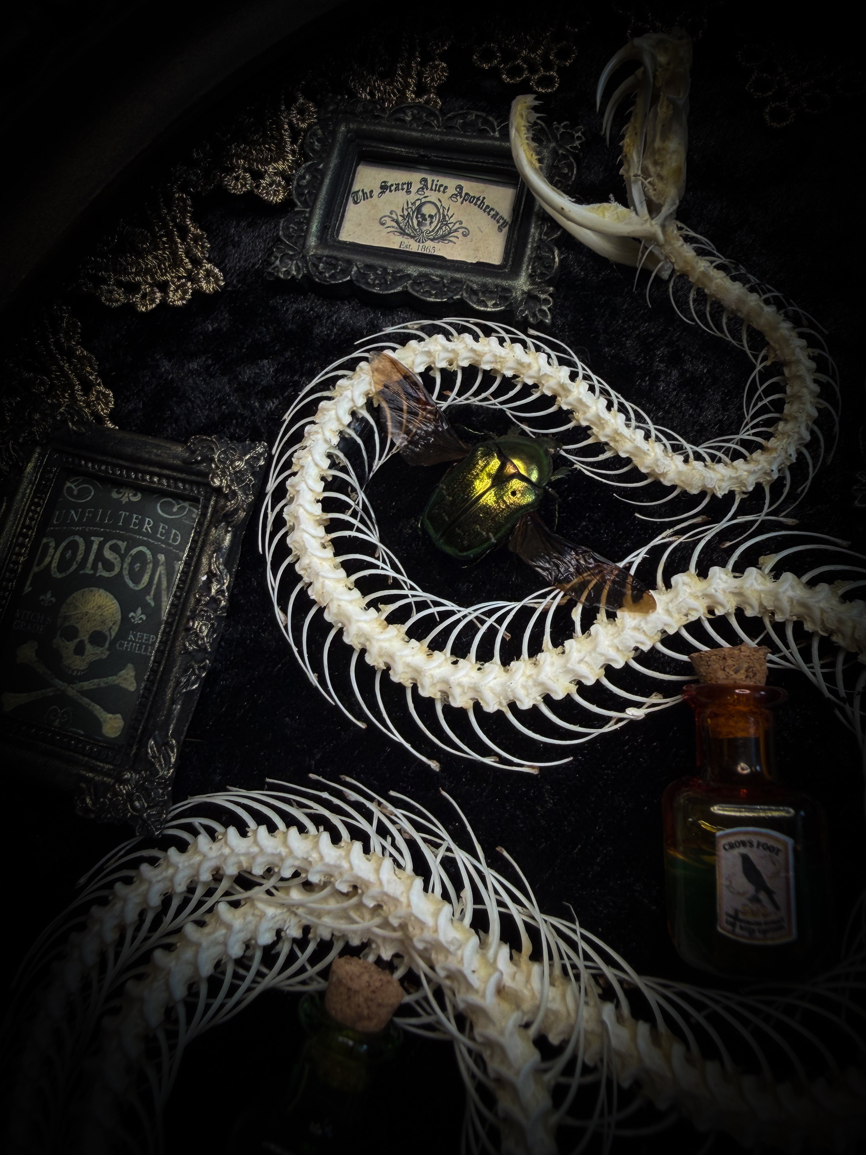 Gothic oval shadowbox with real snake skeleton, preserved Cetonia aurata beetles with spread wings, poison vials and hand-painted toxin frames in antique bubble glass frame — Venenum Apothecaria by Morbid Oddities