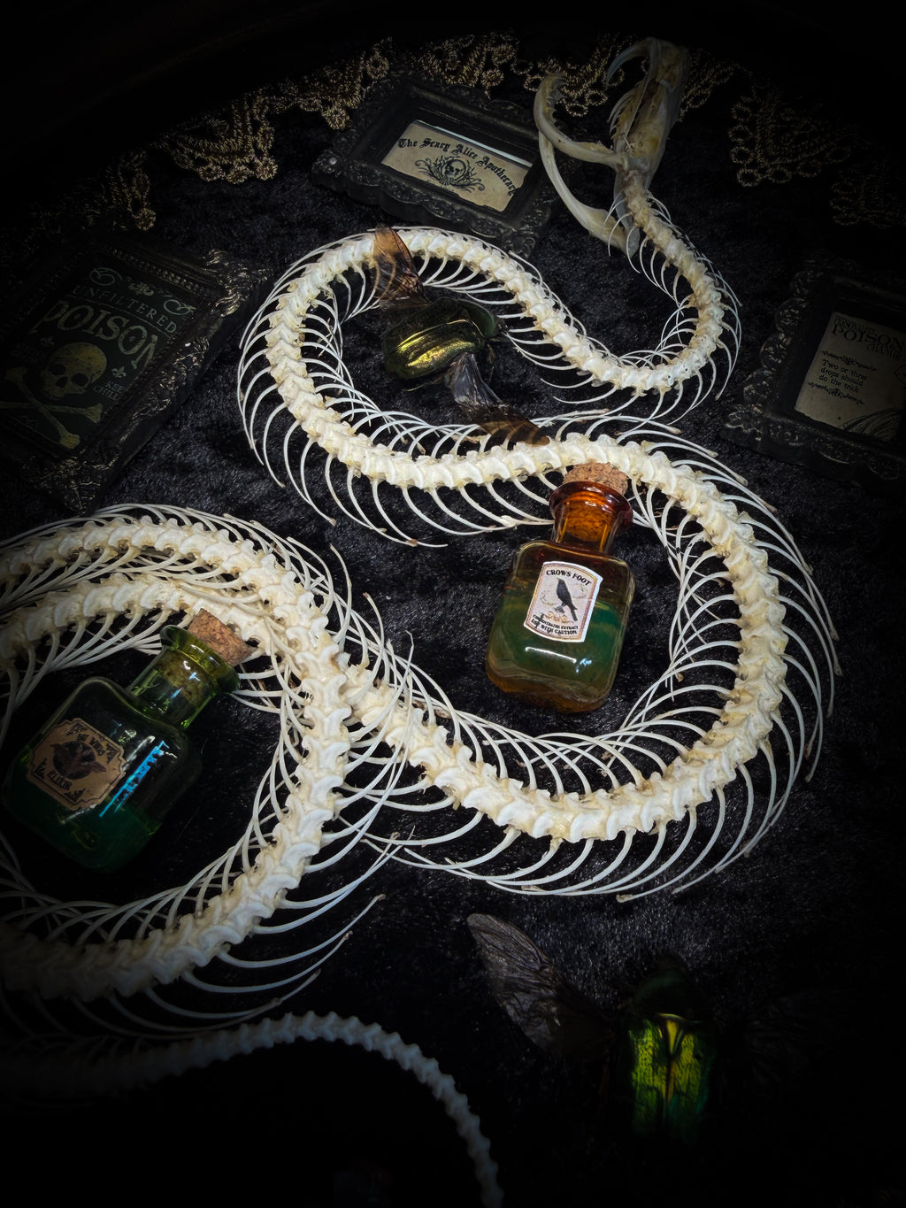 Gothic oval shadowbox with real snake skeleton, preserved Cetonia aurata beetles with spread wings, poison vials and hand-painted toxin frames in antique bubble glass frame — Venenum Apothecaria by Morbid Oddities