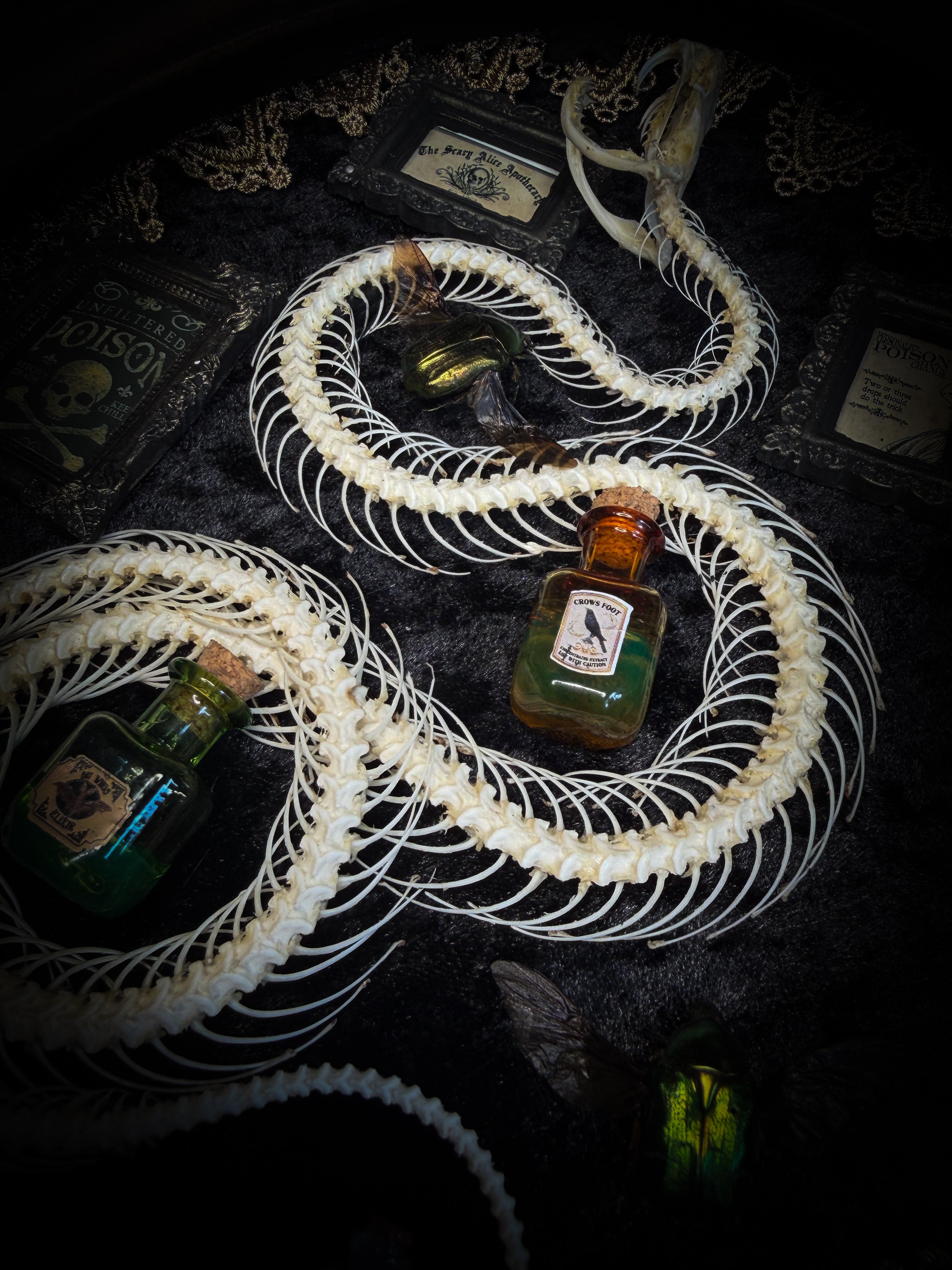 Gothic oval shadowbox with real snake skeleton, preserved Cetonia aurata beetles with spread wings, poison vials and hand-painted toxin frames in antique bubble glass frame — Venenum Apothecaria by Morbid Oddities