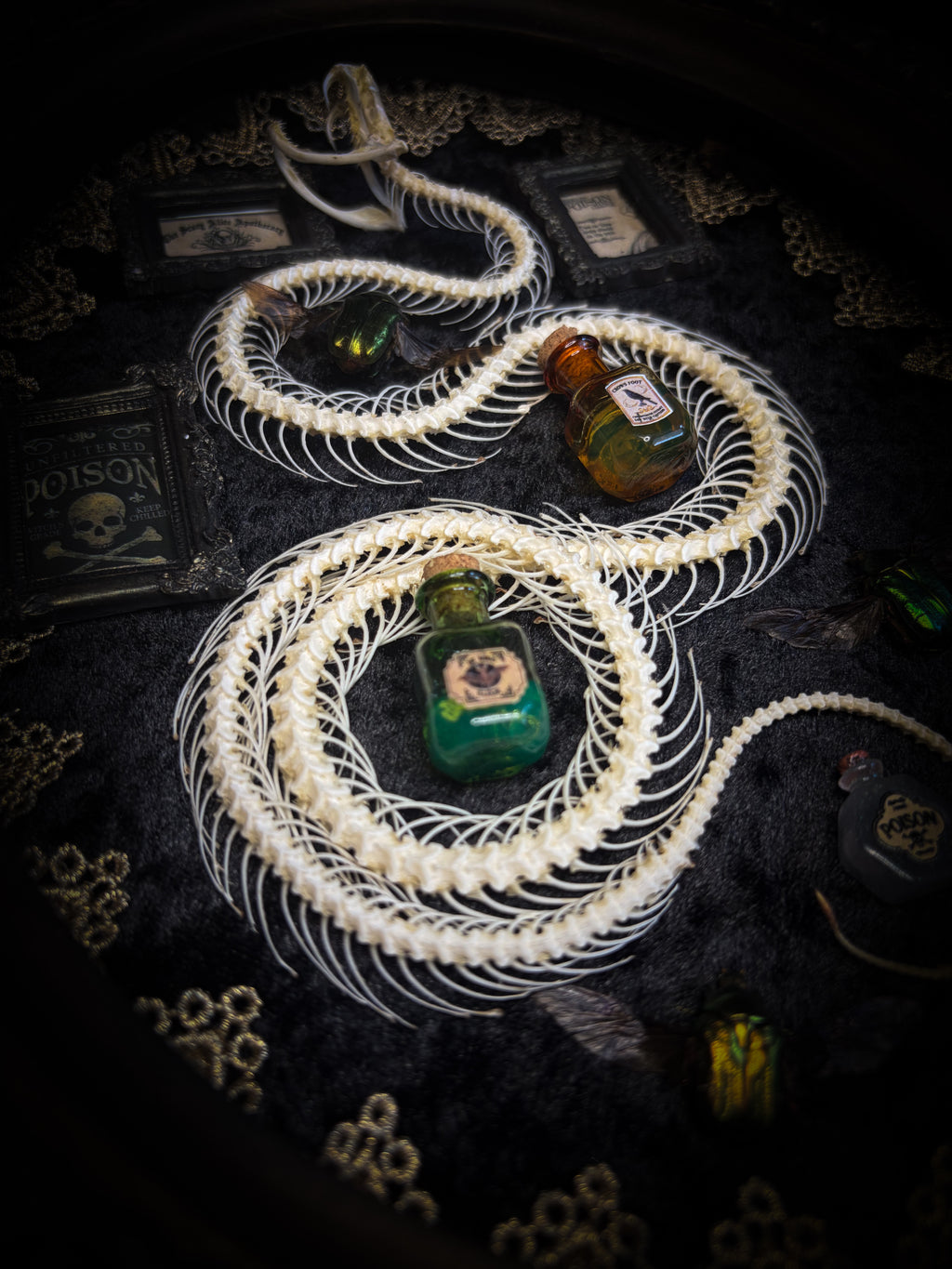 Gothic oval shadowbox with real snake skeleton, preserved Cetonia aurata beetles with spread wings, poison vials and hand-painted toxin frames in antique bubble glass frame — Venenum Apothecaria by Morbid Oddities