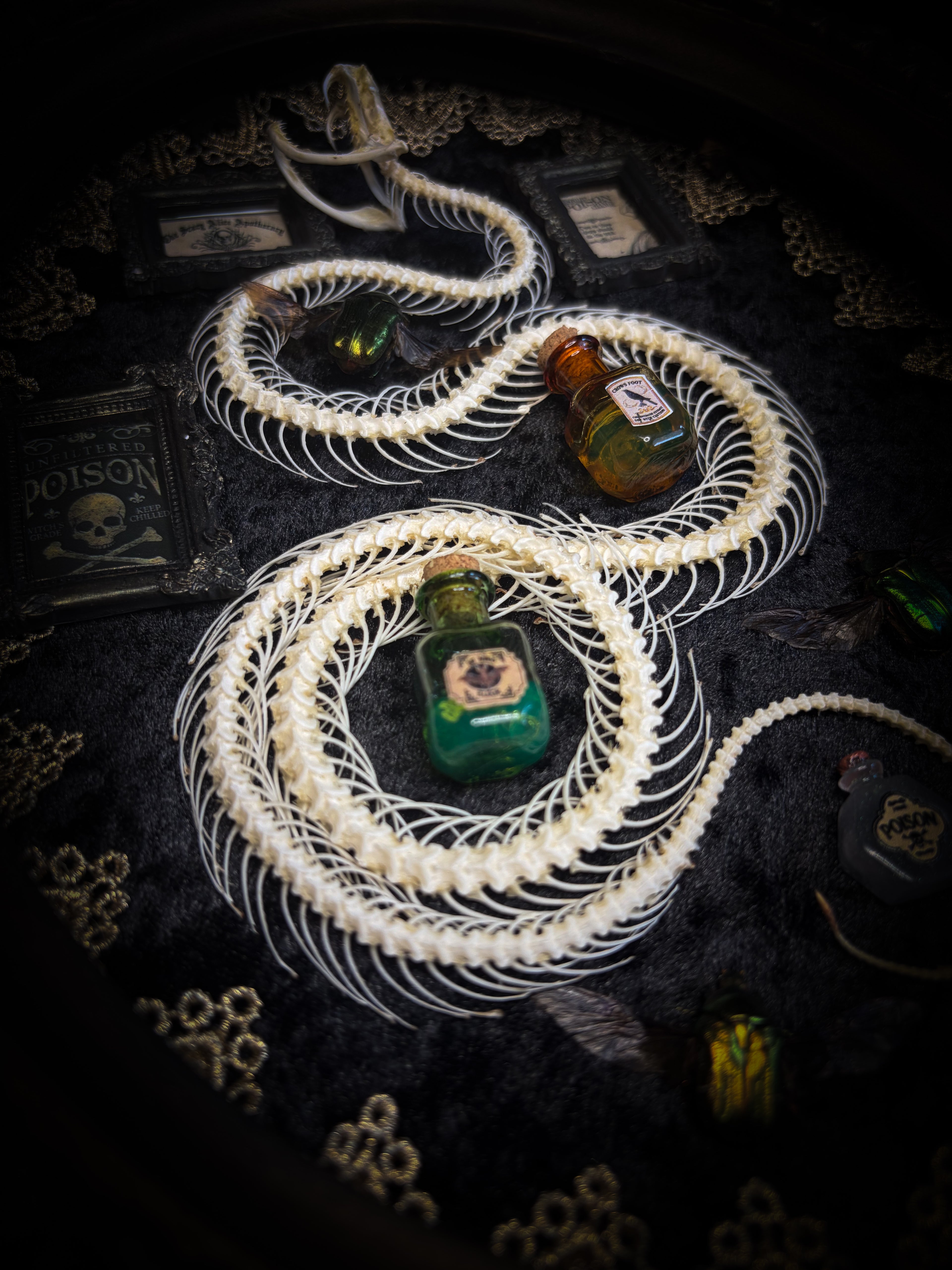 Gothic oval shadowbox with real snake skeleton, preserved Cetonia aurata beetles with spread wings, poison vials and hand-painted toxin frames in antique bubble glass frame — Venenum Apothecaria by Morbid Oddities