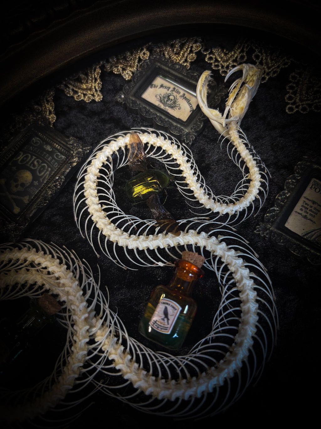 Gothic oval shadowbox with real snake skeleton, preserved Cetonia aurata beetles with spread wings, poison vials and hand-painted toxin frames in antique bubble glass frame — Venenum Apothecaria by Morbid Oddities