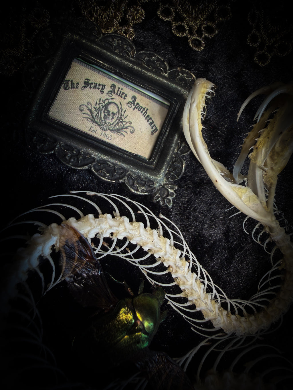 Gothic oval shadowbox with real snake skeleton, preserved Cetonia aurata beetles with spread wings, poison vials and hand-painted toxin frames in antique bubble glass frame — Venenum Apothecaria by Morbid Oddities
