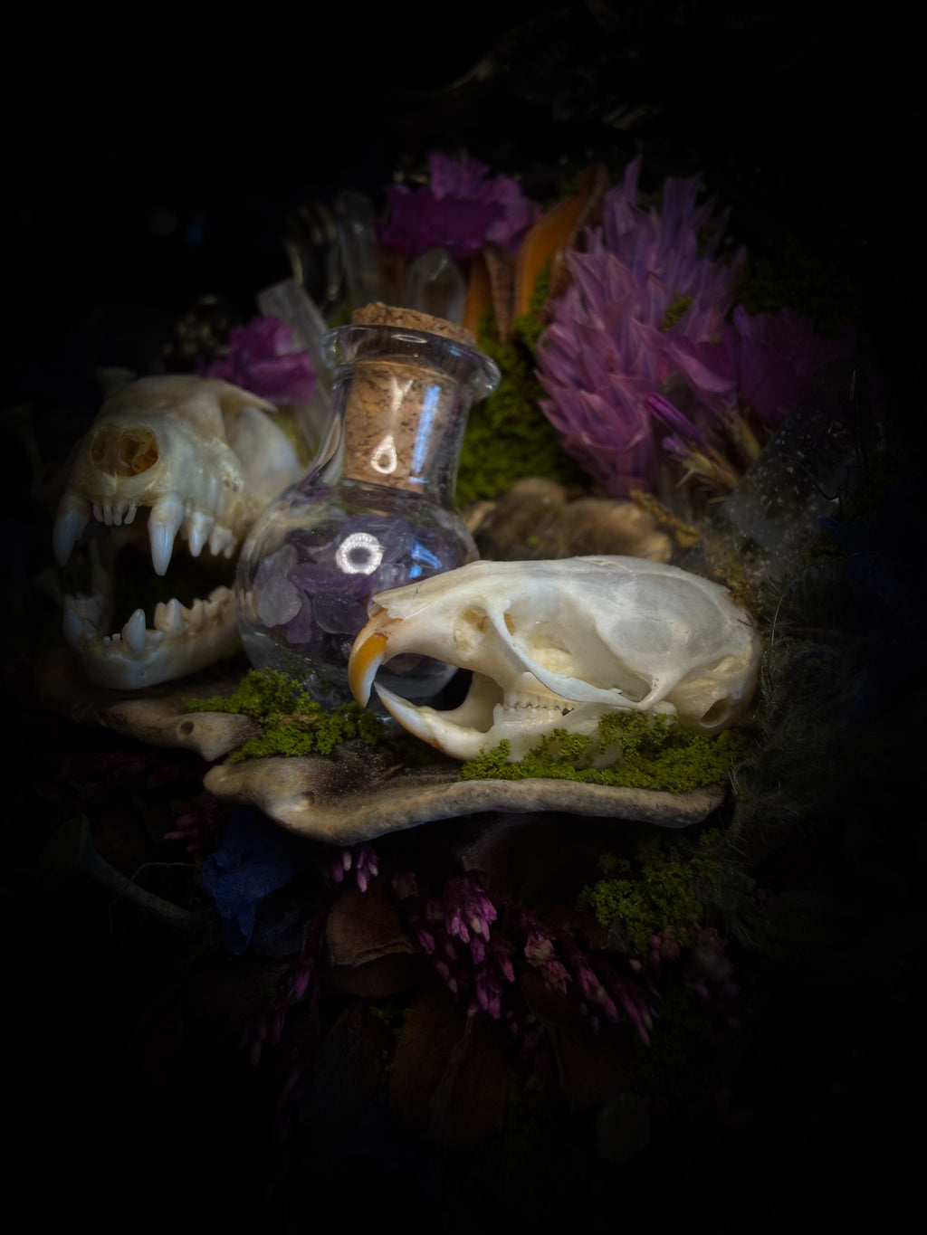 Handmade gothic shadowbox with bat skull, mouse skull and amethyst crystal vial in ornate black and gold frame | Morbid Oddities
