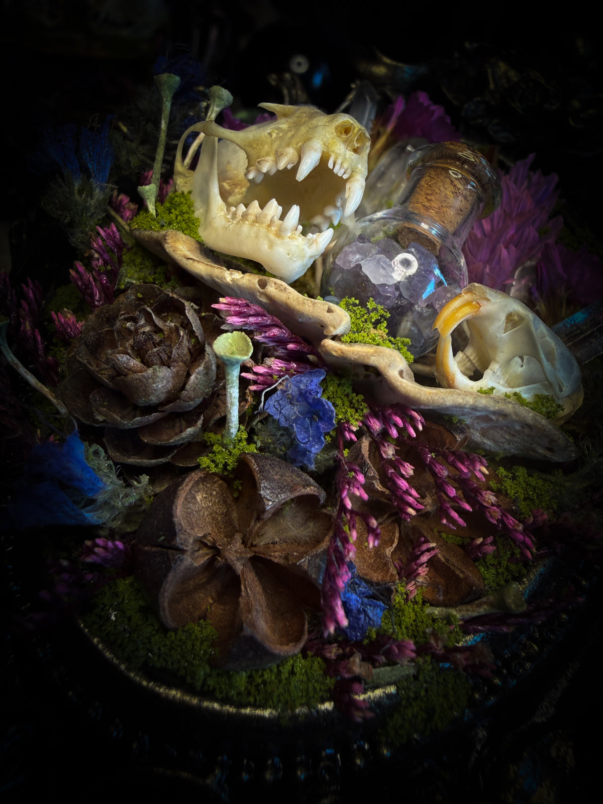 Handmade gothic shadowbox with bat skull, mouse skull and amethyst crystal vial in ornate black and gold frame | Morbid Oddities