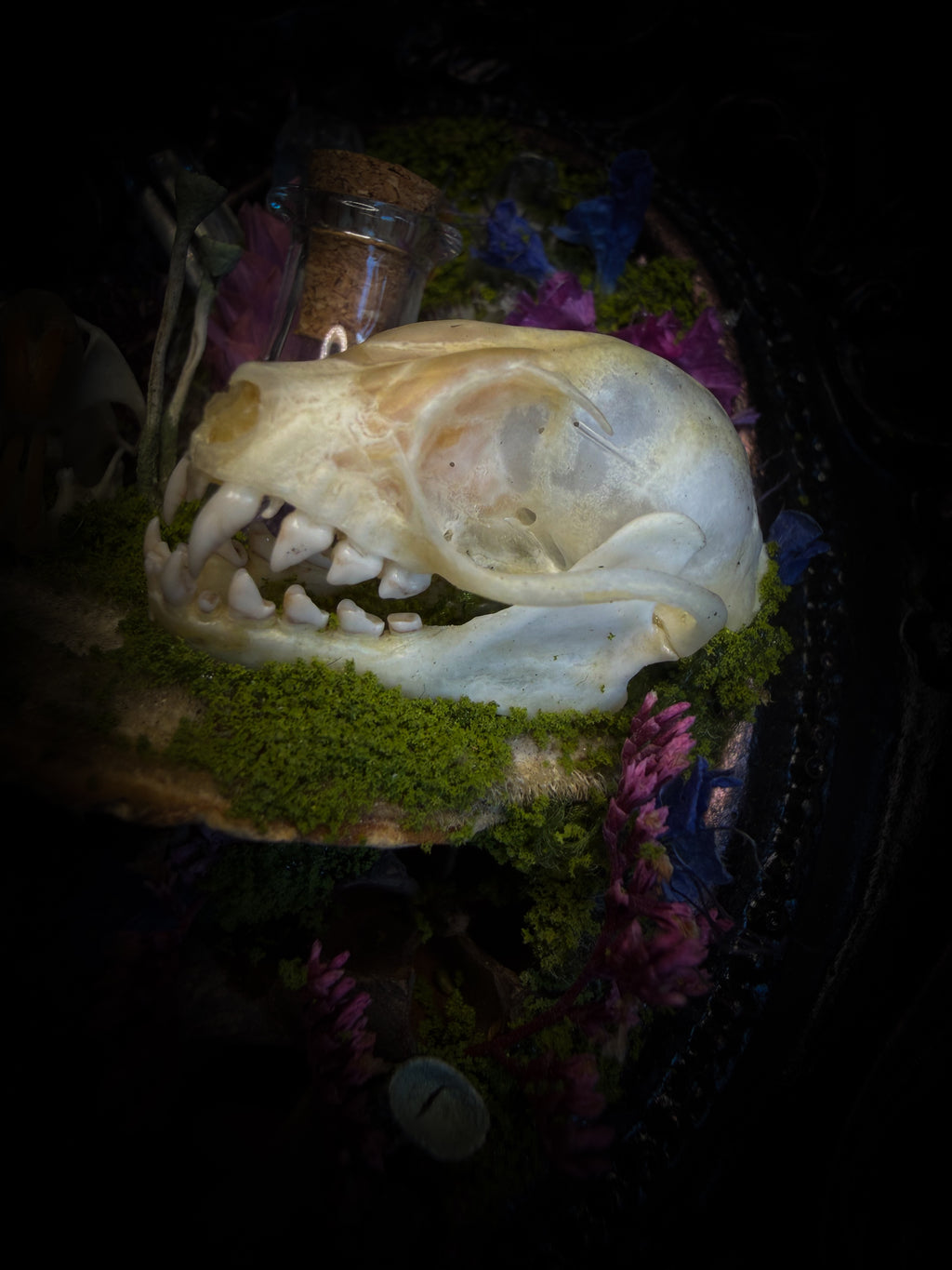 Handmade gothic shadowbox with bat skull, mouse skull and amethyst crystal vial in ornate black and gold frame | Morbid Oddities