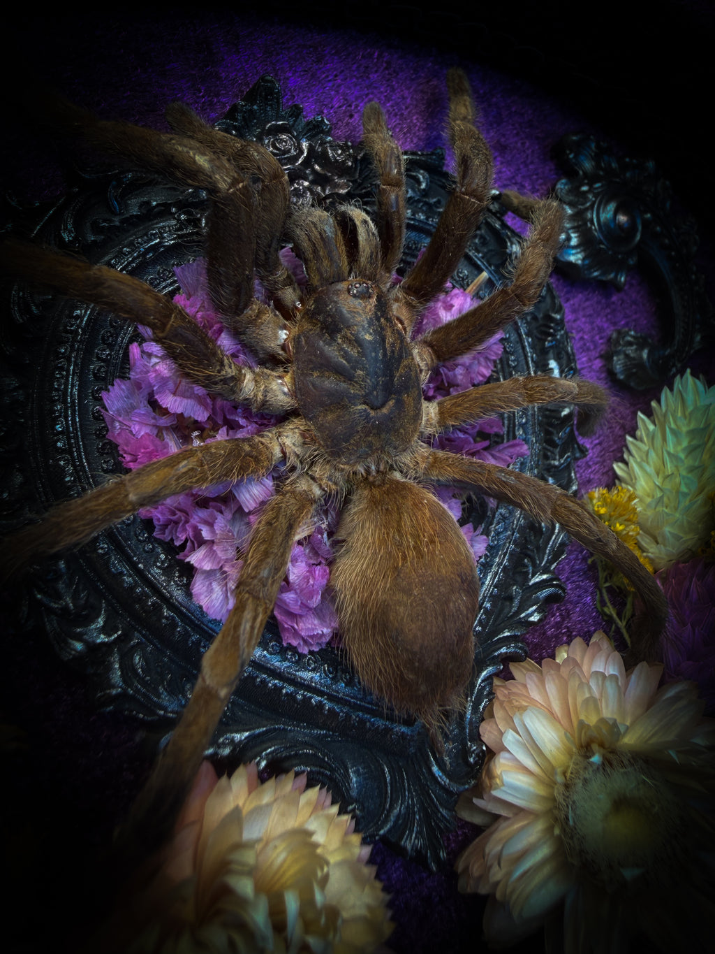 Handmade gothic shadowbox with real tarantula, silver heart frame, violet rose details, black lace and purple velvet | Morbid Oddities