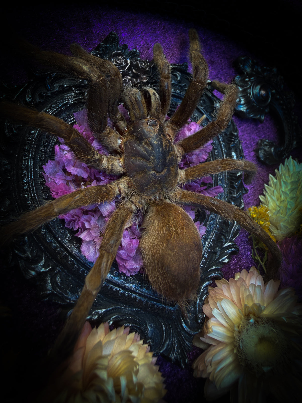 Handmade gothic shadowbox with real tarantula, silver heart frame, violet rose details, black lace and purple velvet | Morbid Oddities