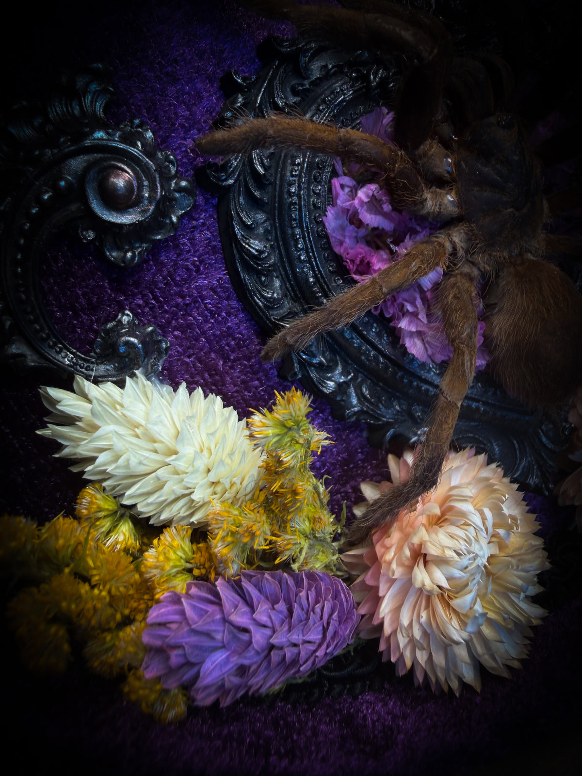 Handmade gothic shadowbox with real tarantula, silver heart frame, violet rose details, black lace and purple velvet | Morbid Oddities